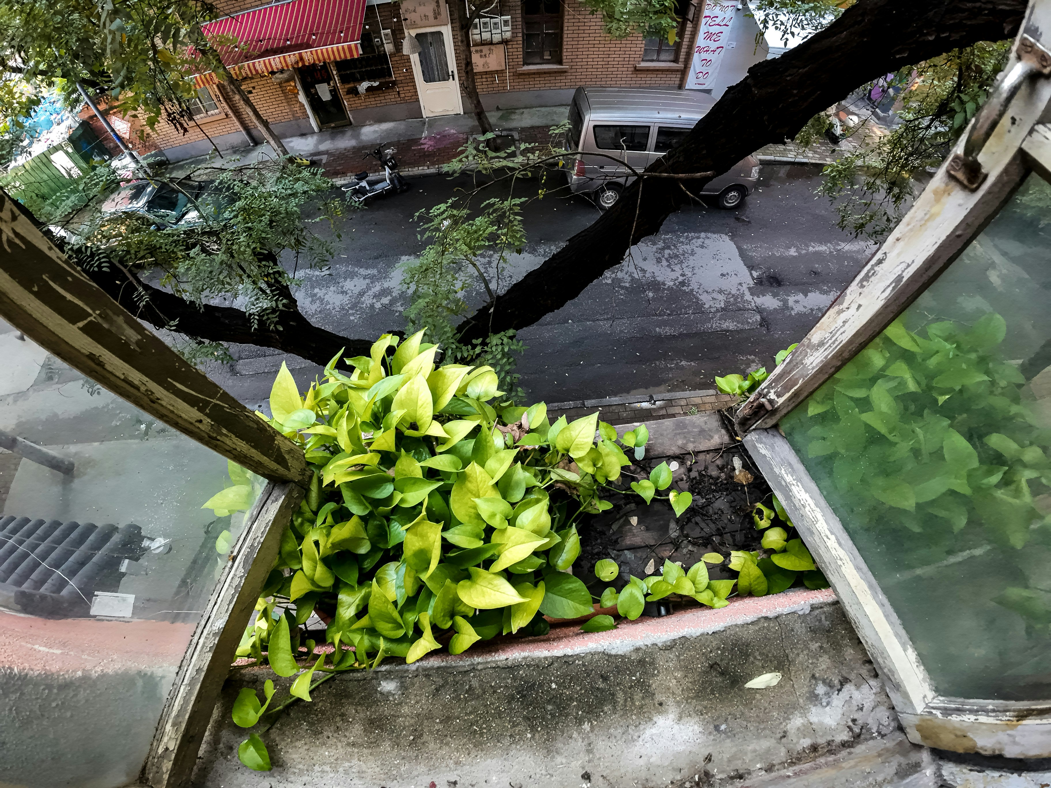 Green plants growing in a window overlooking a street.