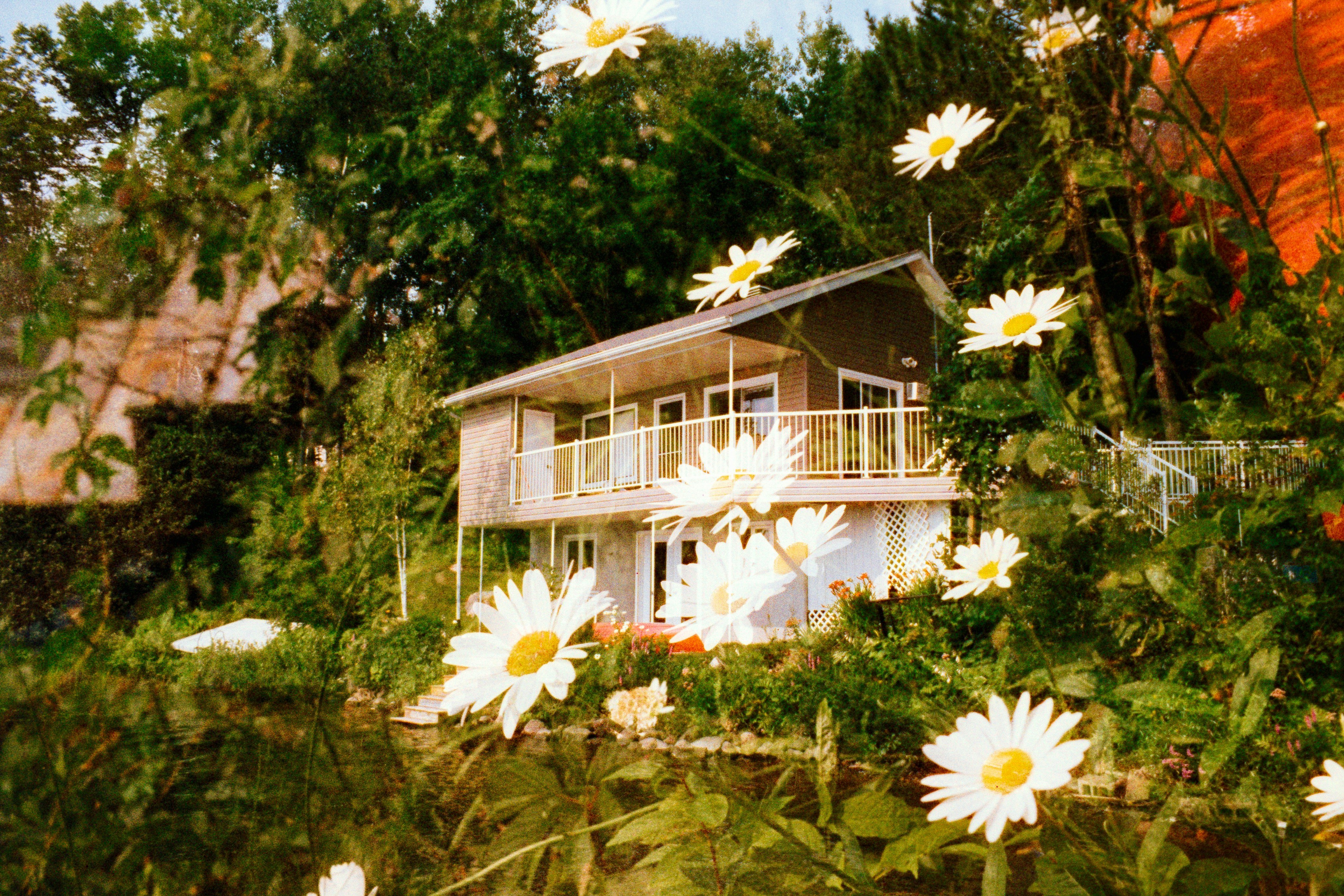 Une petite maison entourée de marguerites et d’une végétation luxuriante.
