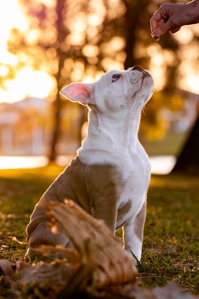 Are Puppy Classes Worth It? What to Expect and How to Choose