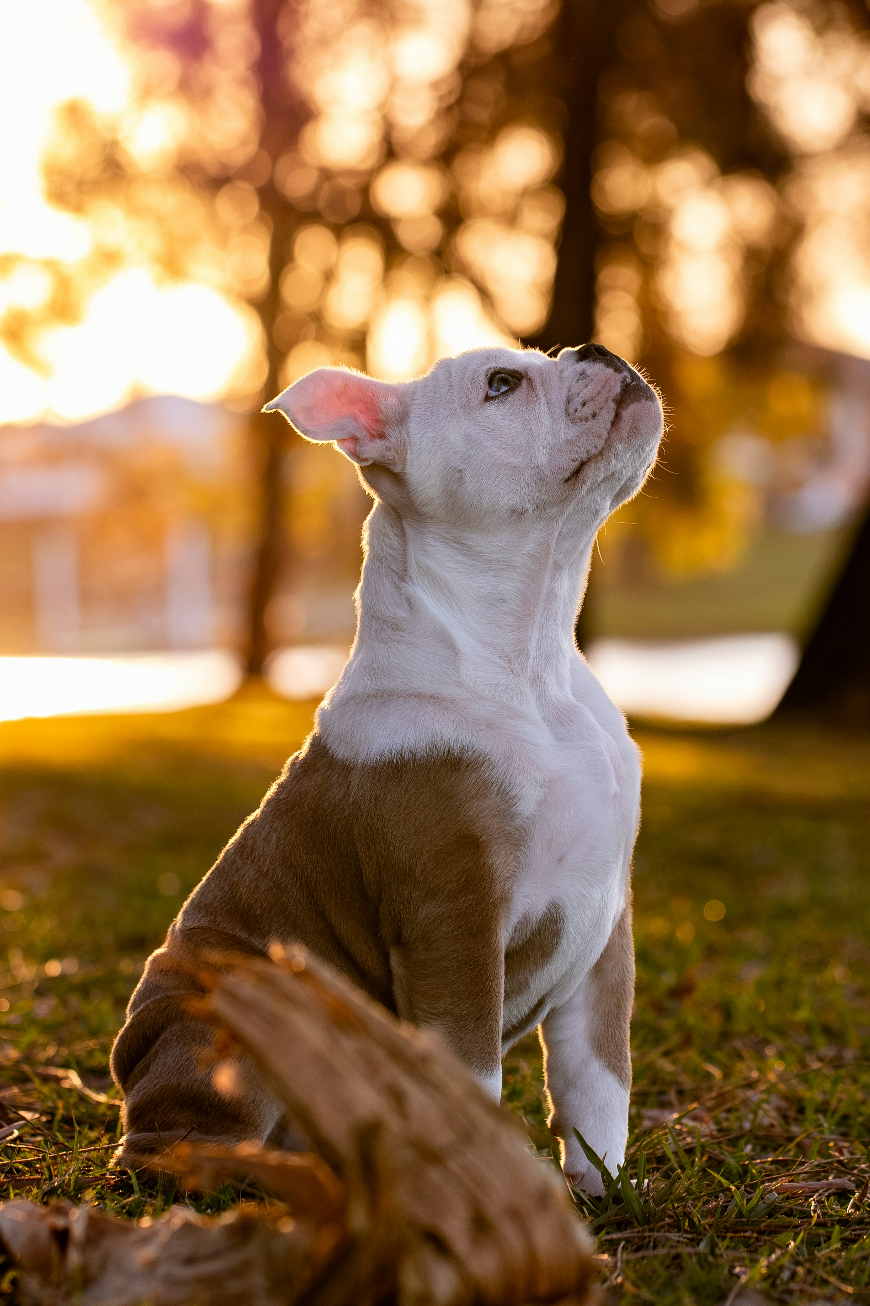 Photo by chrispylooms