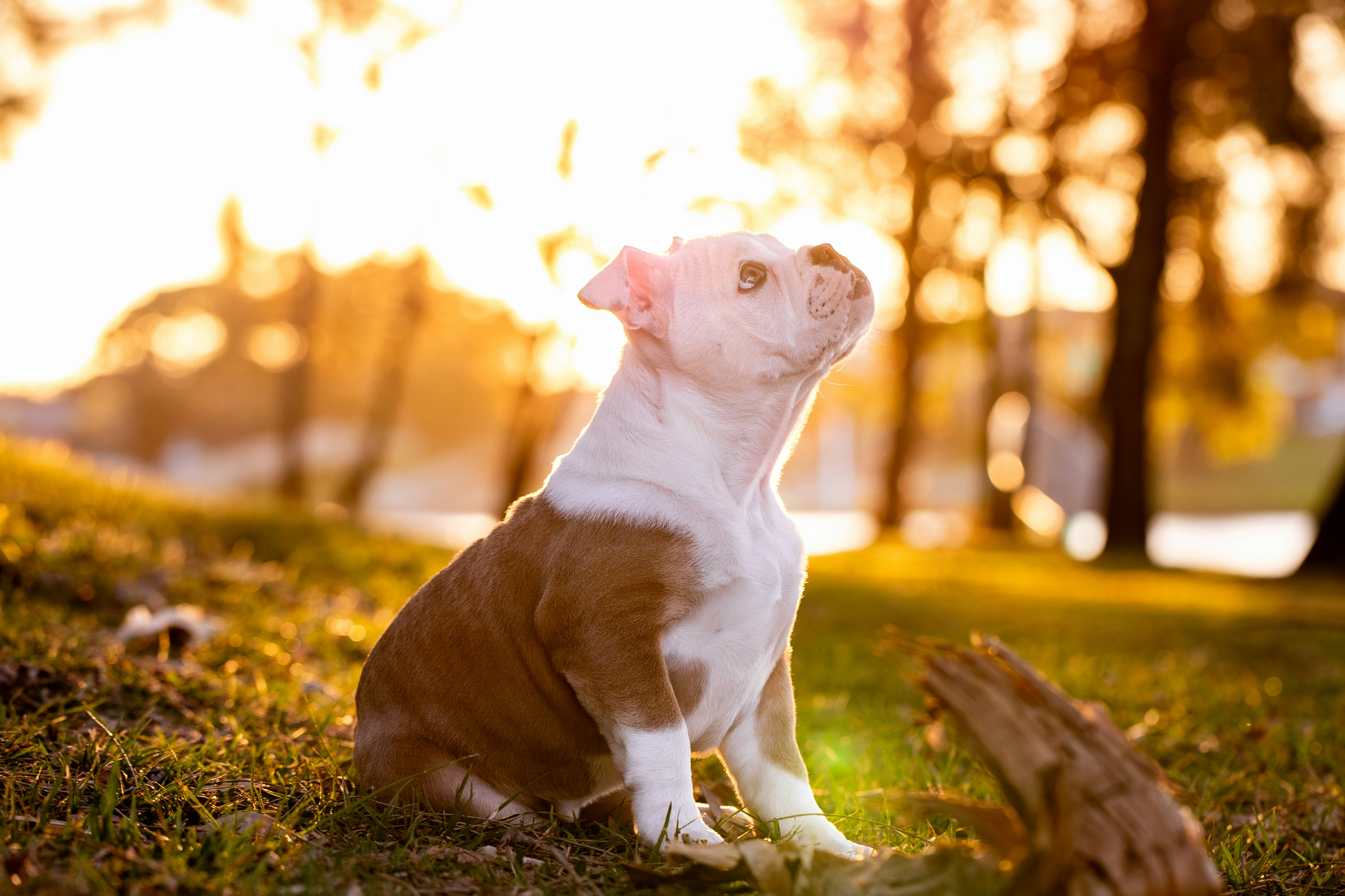 Photo by chrispylooms