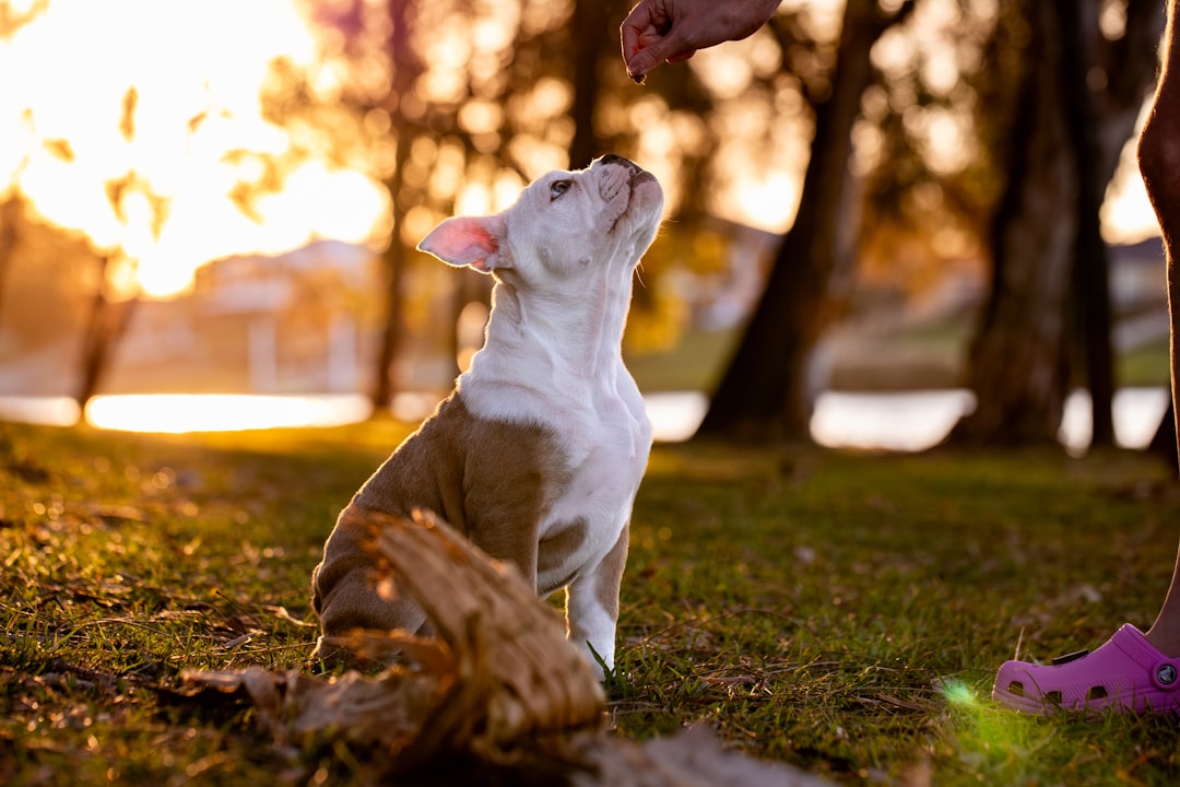 Puppy looking up at owner hand during a training session outdoors