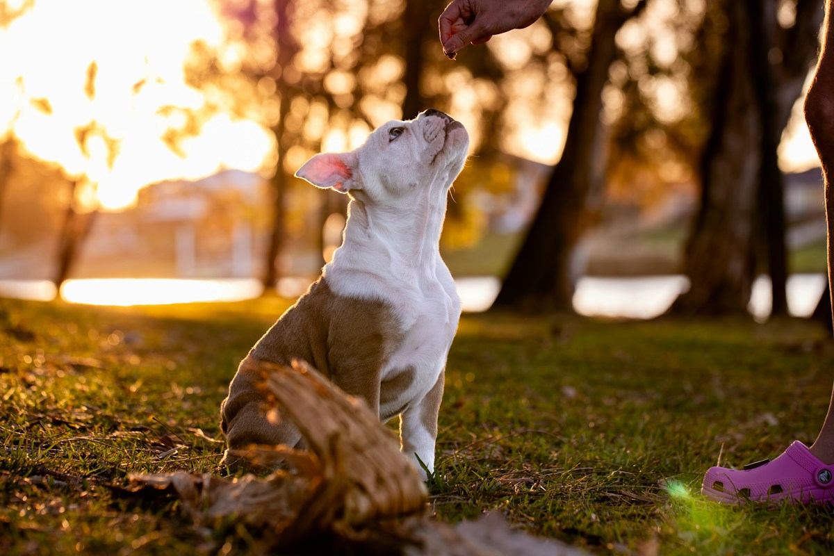 Filhote de Bulldog Francês sentado na grama olhando para a mão do tutor que oferece um petisco ao pôr do sol