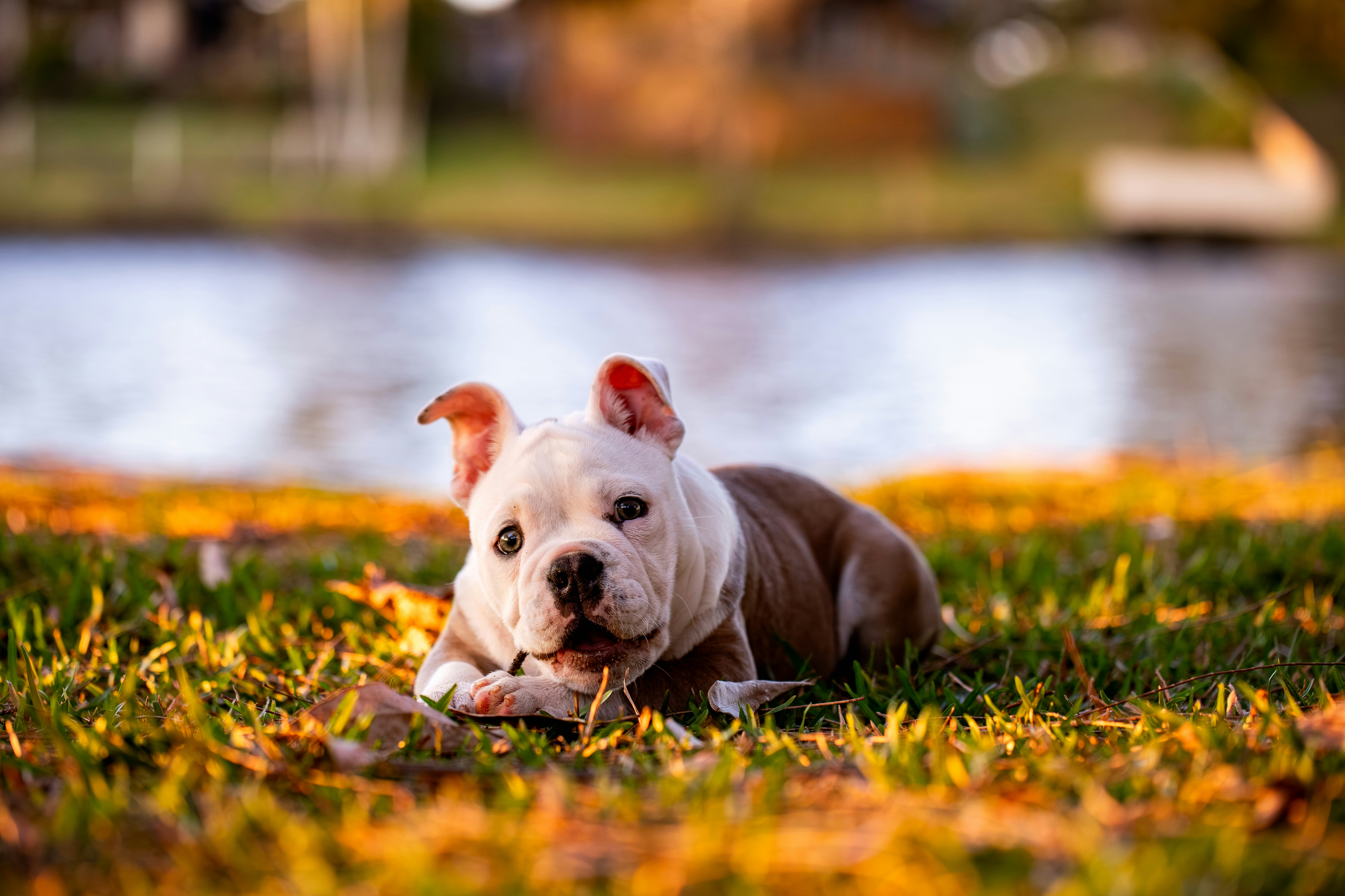 Photo by chrispylooms