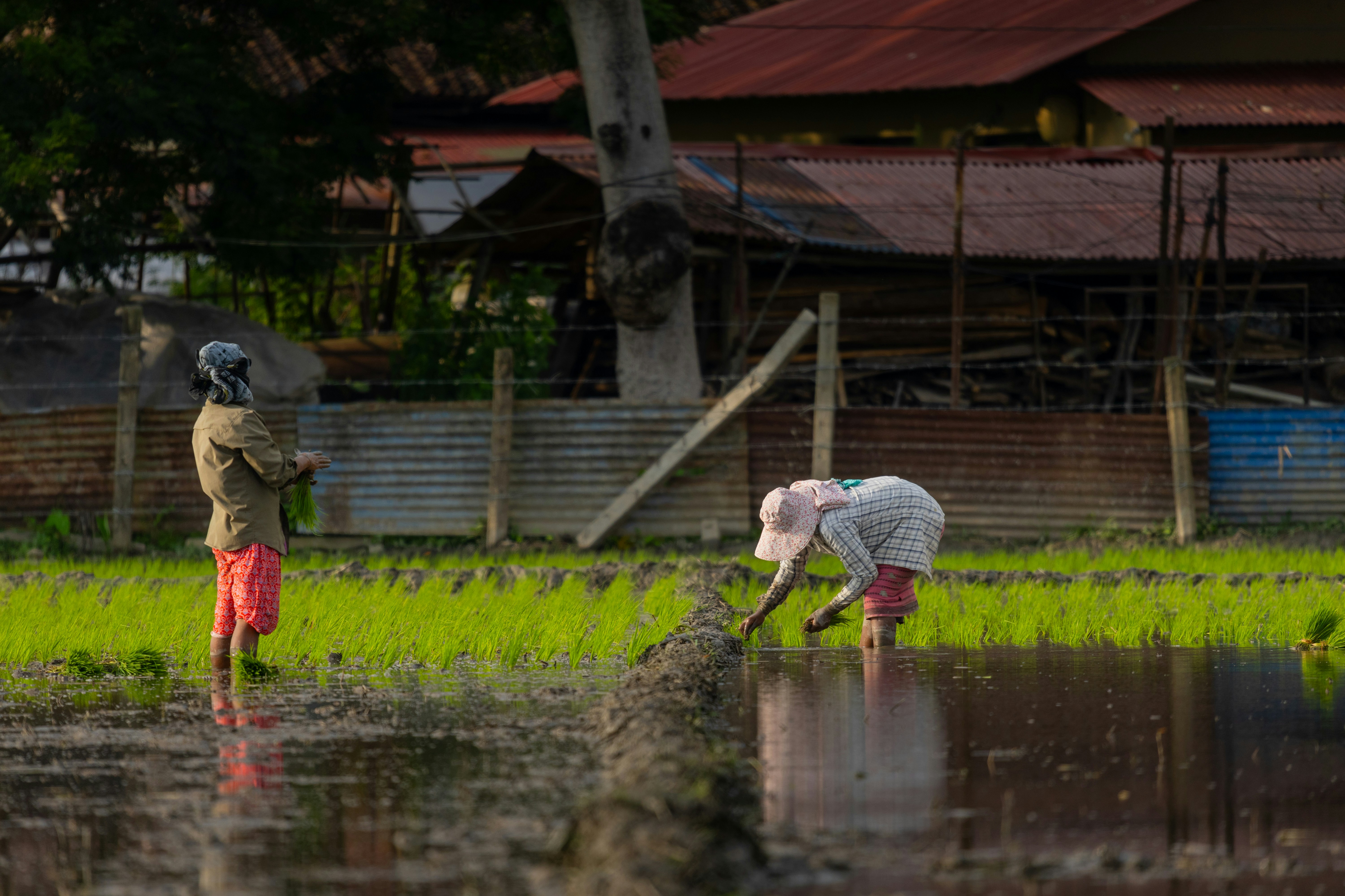 농어촌기본소득 대상지역 선정 기준과 2026년 예산 반영 현황 이미지1