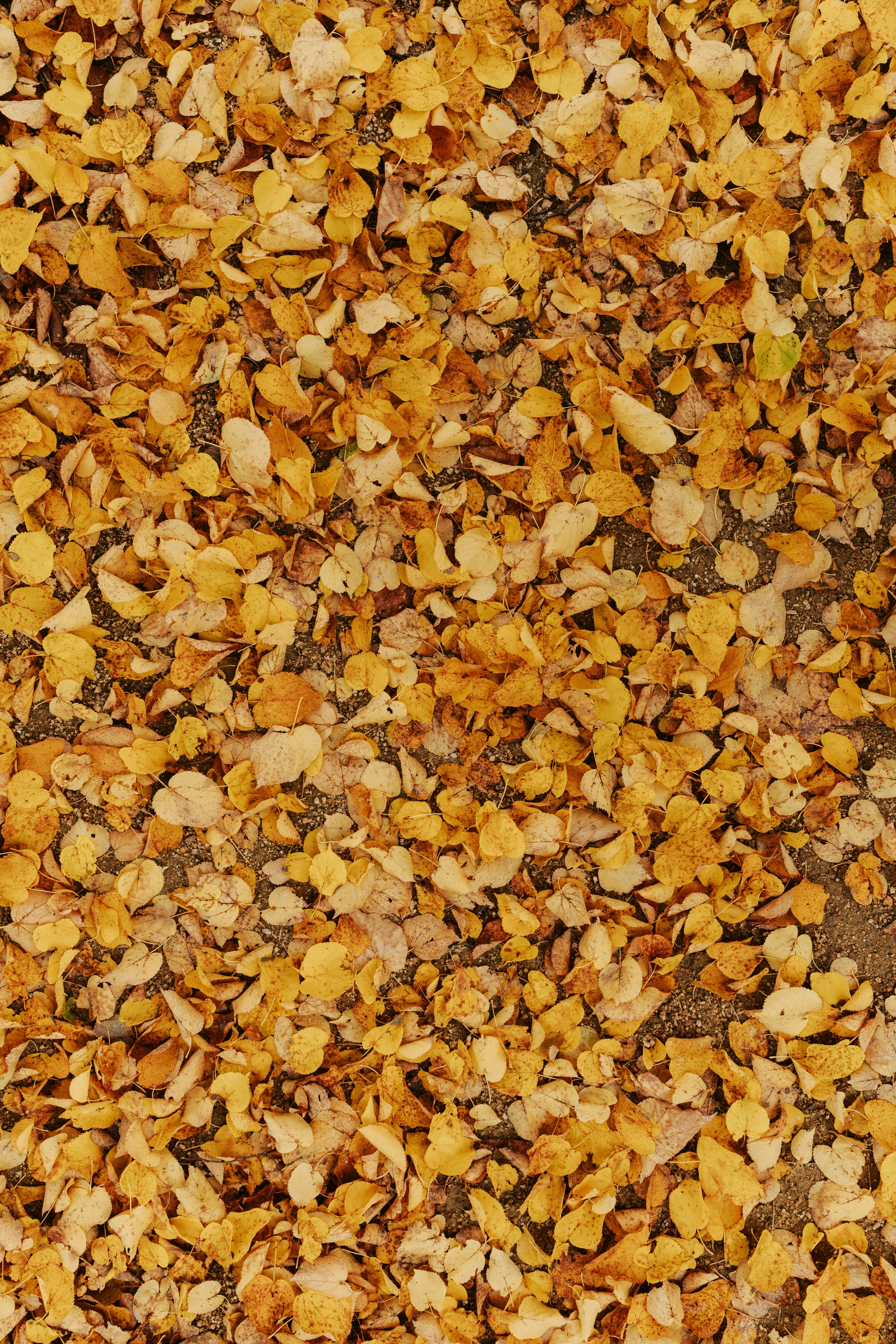 Photo by nikita_pishchugin