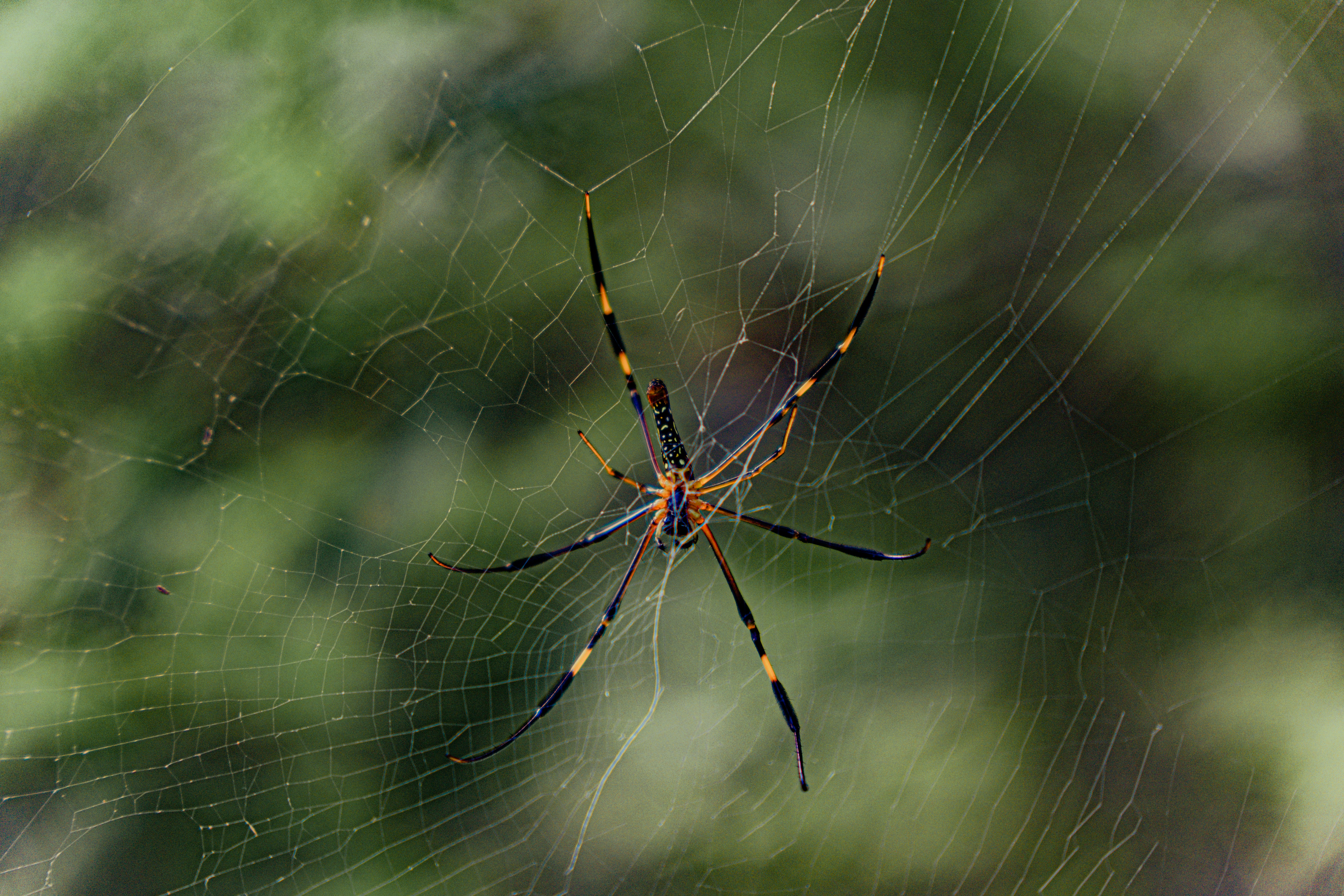 Photo by rajurajkumar28