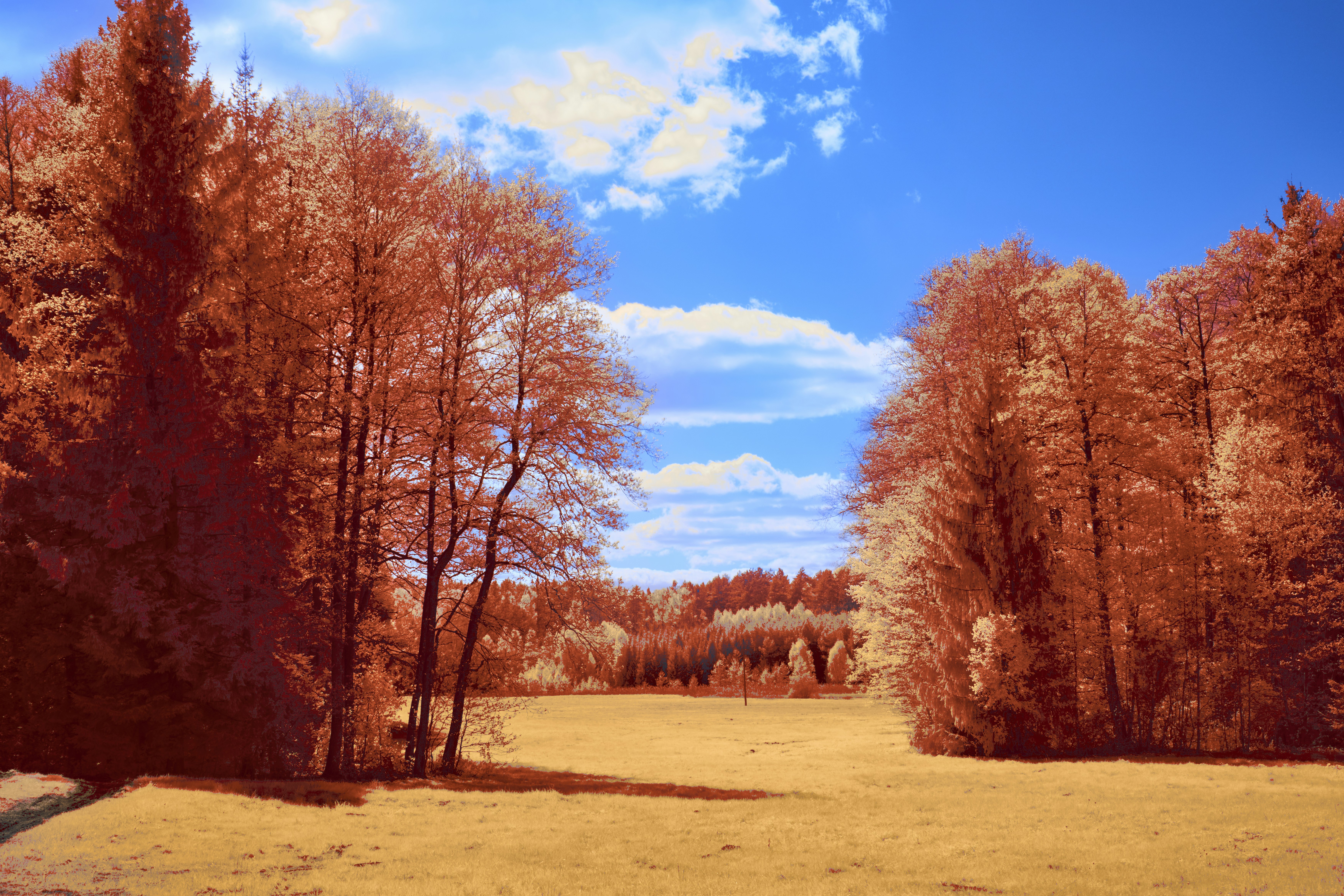Photo by wolfgang_hasselmann