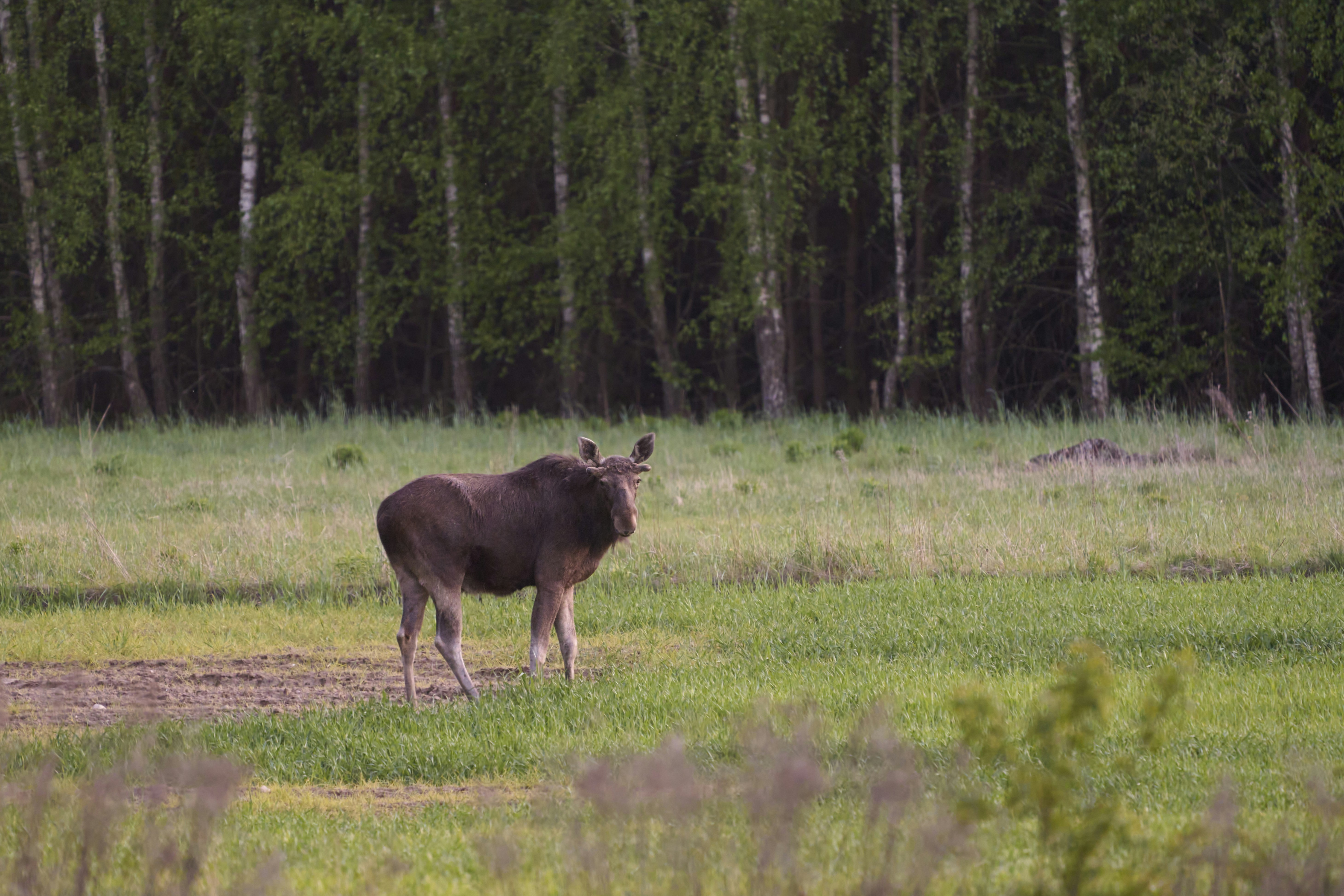 Photo by wolfgang_hasselmann