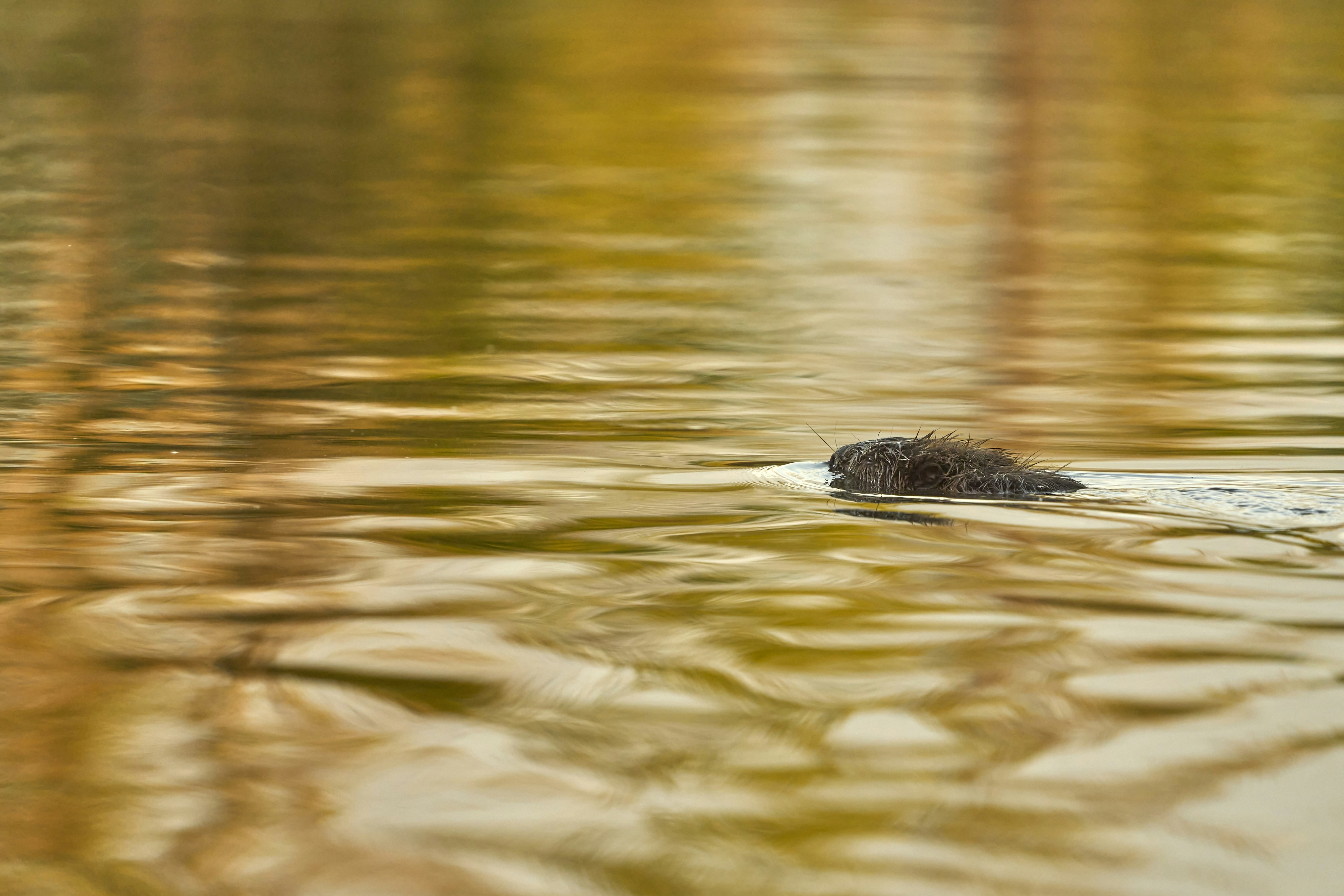 Photo by wolfgang_hasselmann