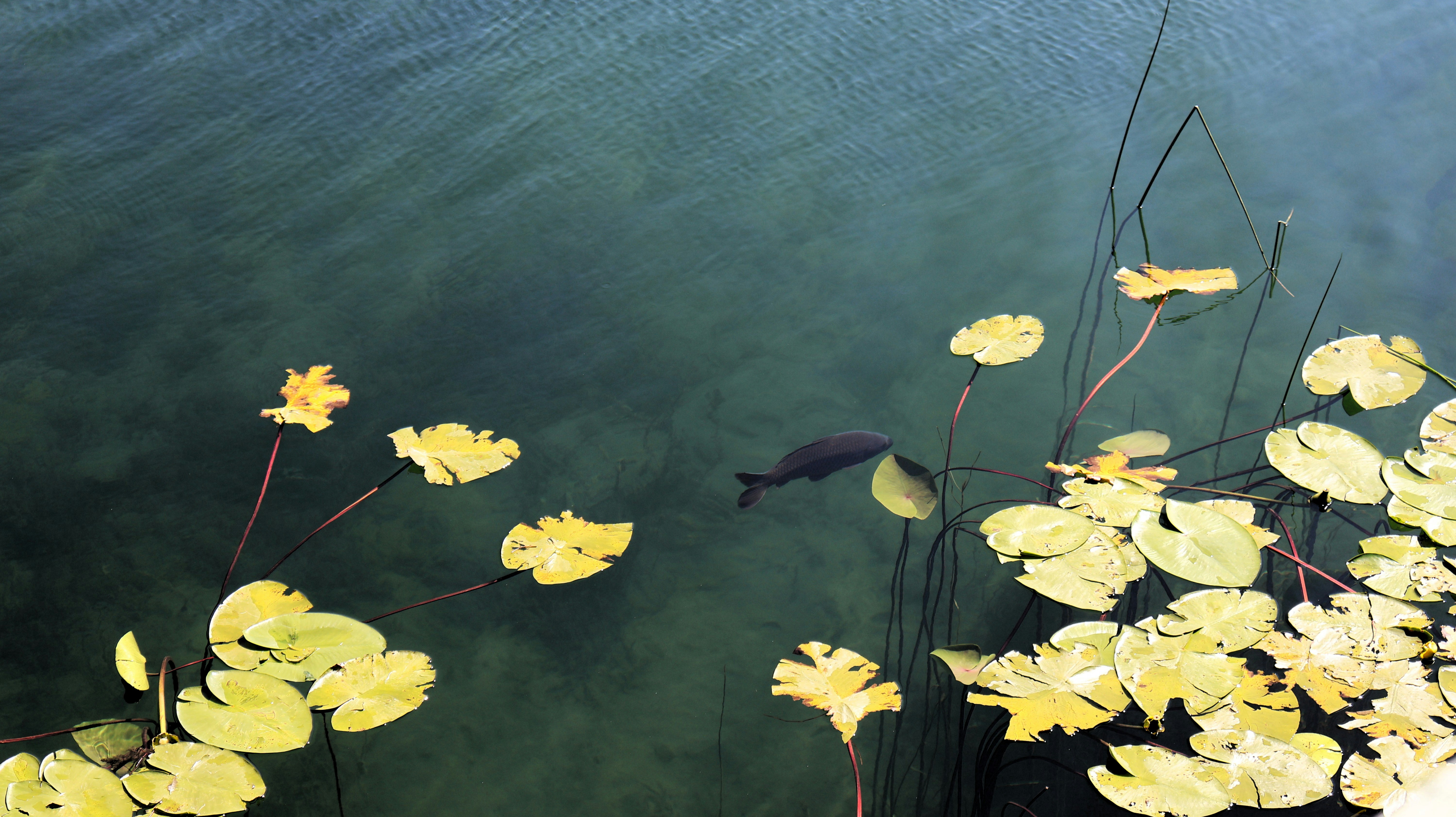 Photo by reniartdiary