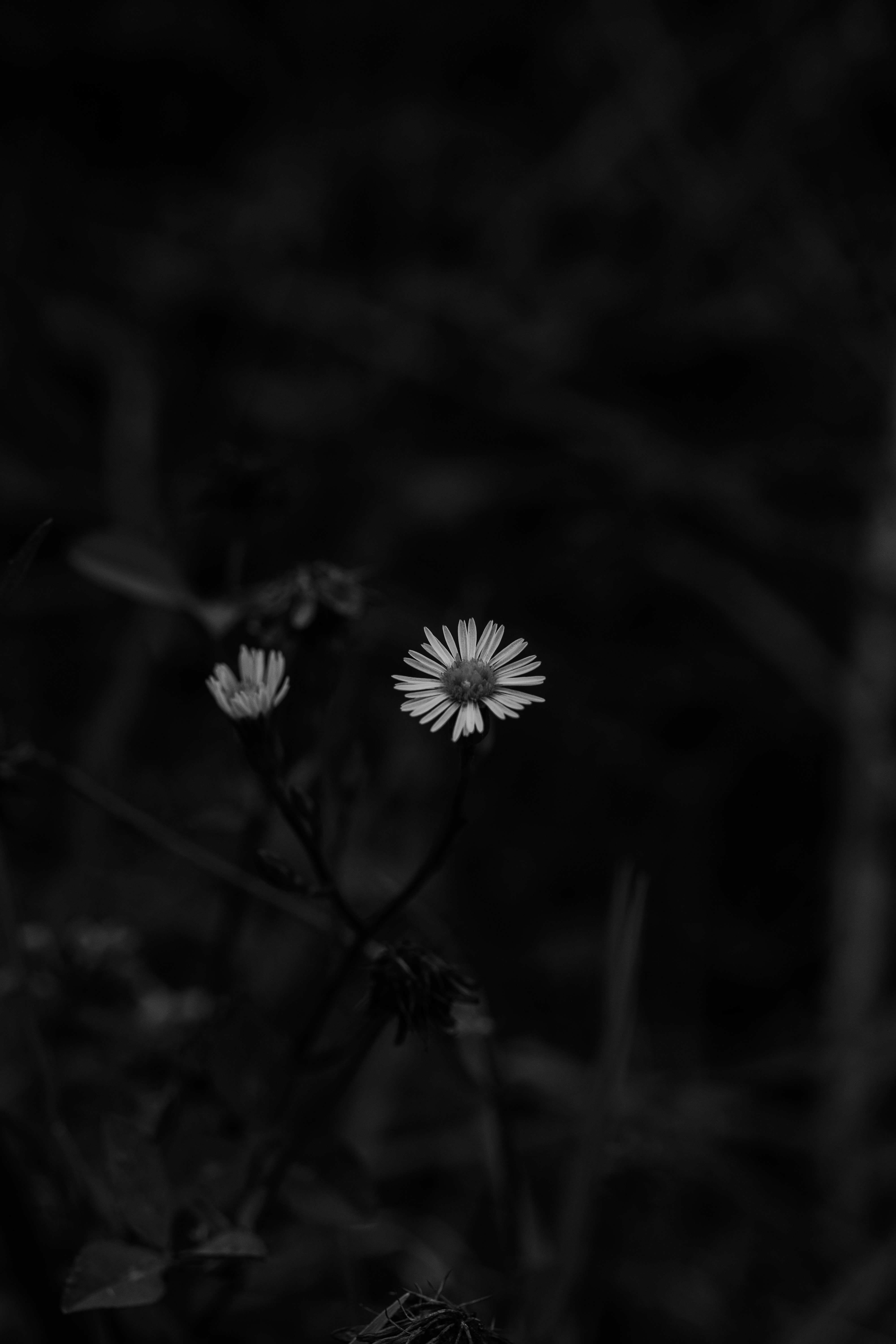 Two small white flowers in dark background photo – Free Wallpaper Image on  Unsplash, image size:3000x4500
