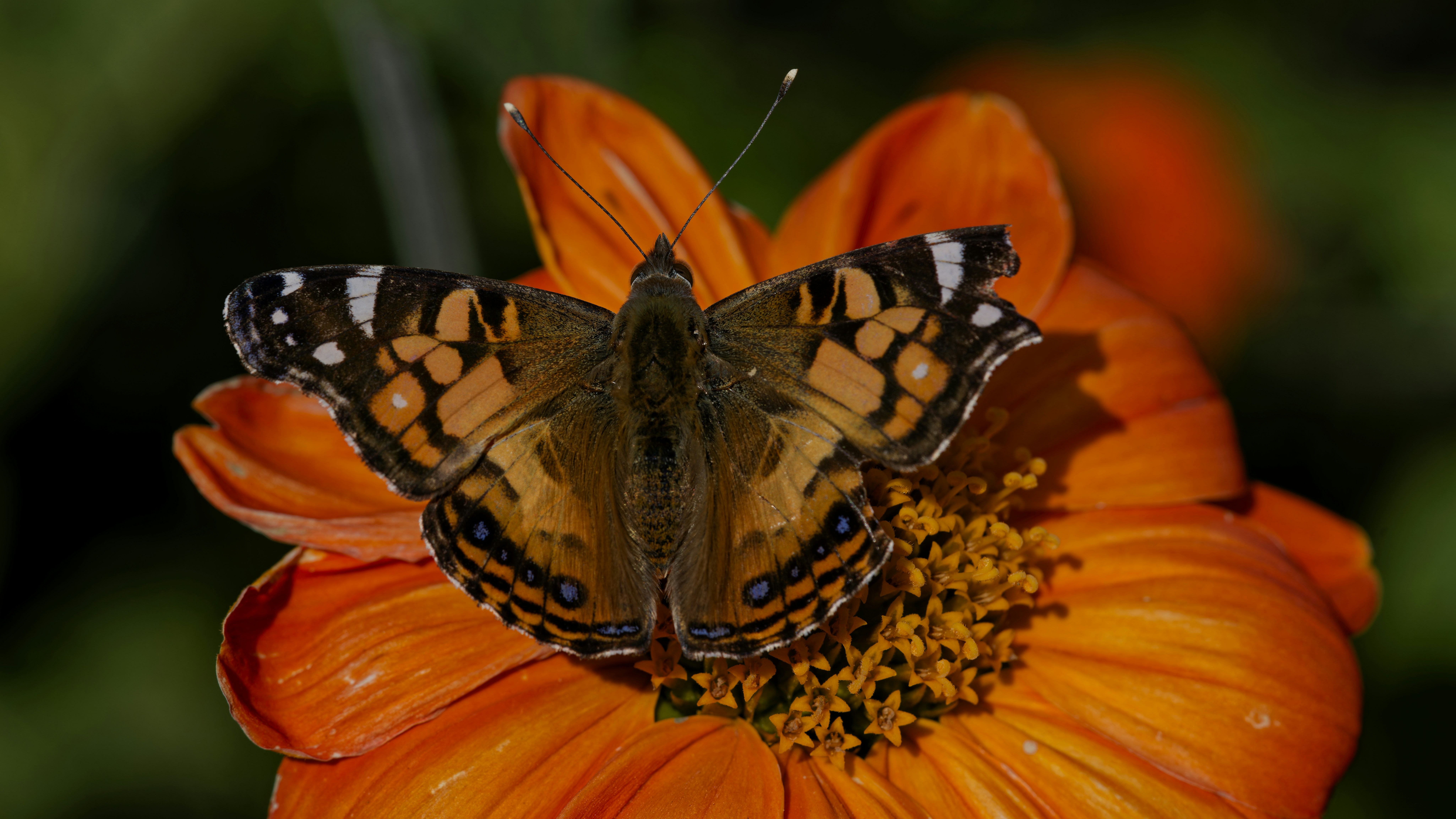 Photo by patrickbigelow_zoom_in