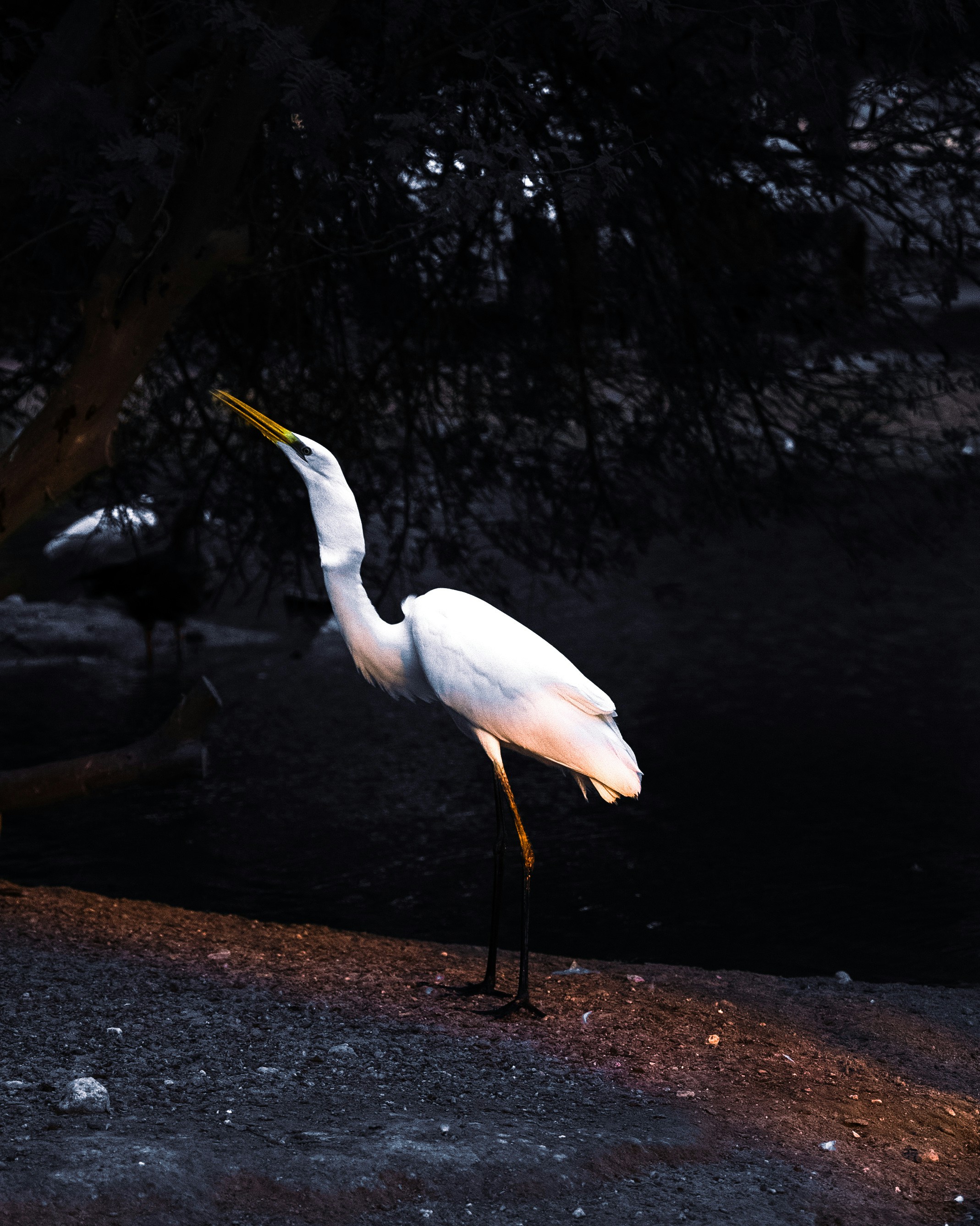 A white egret stands illuminated against a dark background.