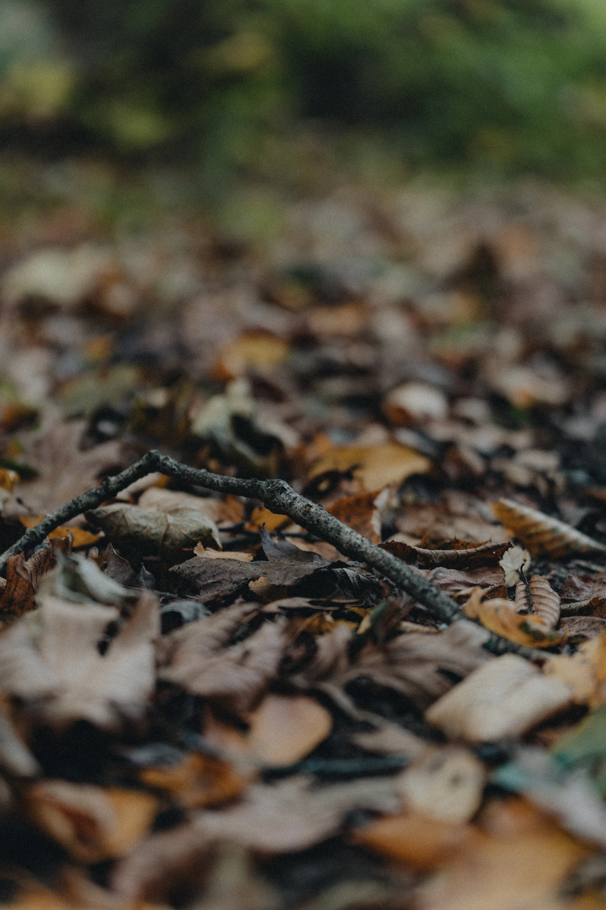 Fallen autumn leaves