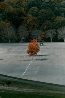 Lone tree with orange leaves in an empty parking lot.