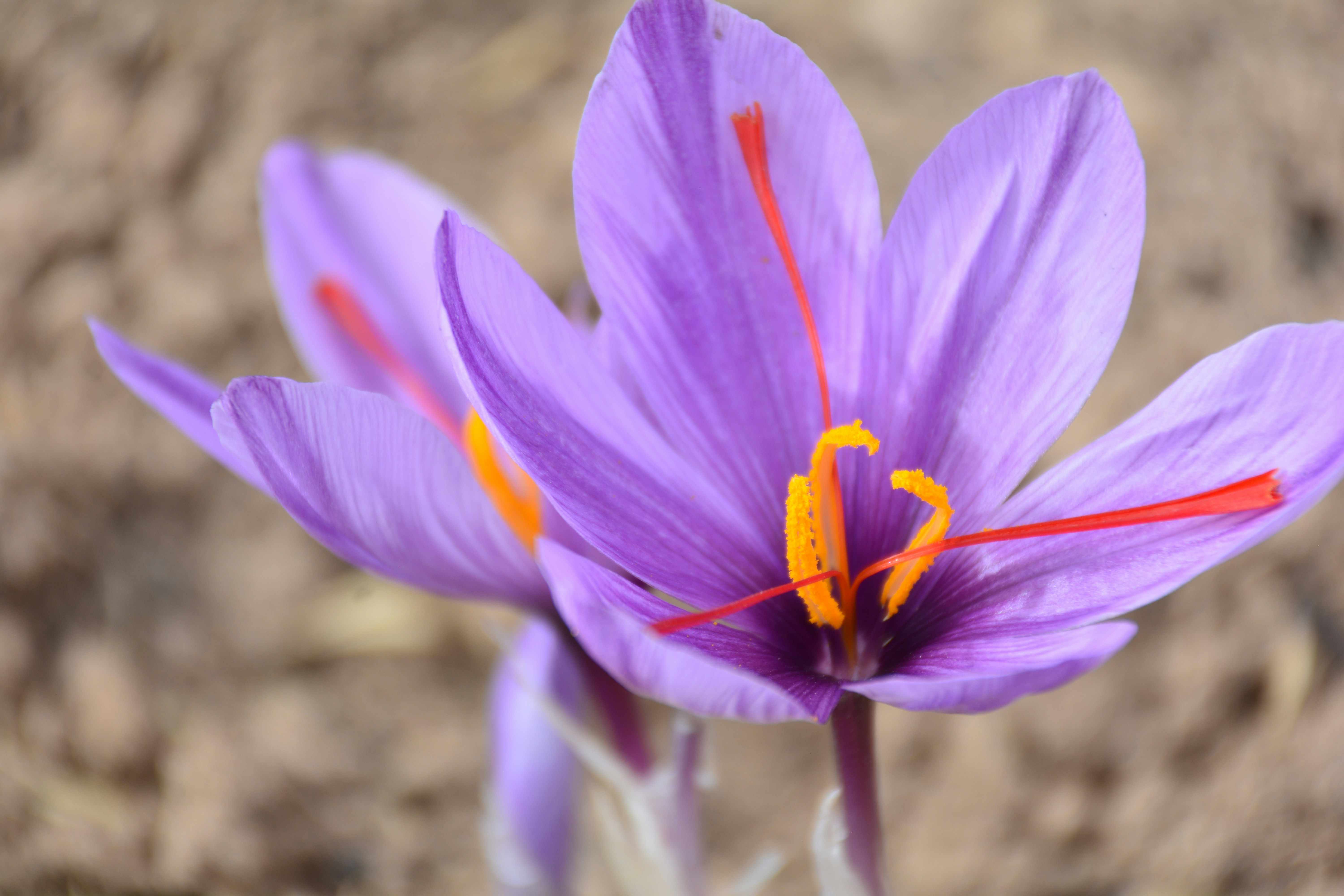 Two purple saffron flowers with red stigmas.
