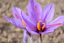 Two purple saffron flowers with red stigmas.