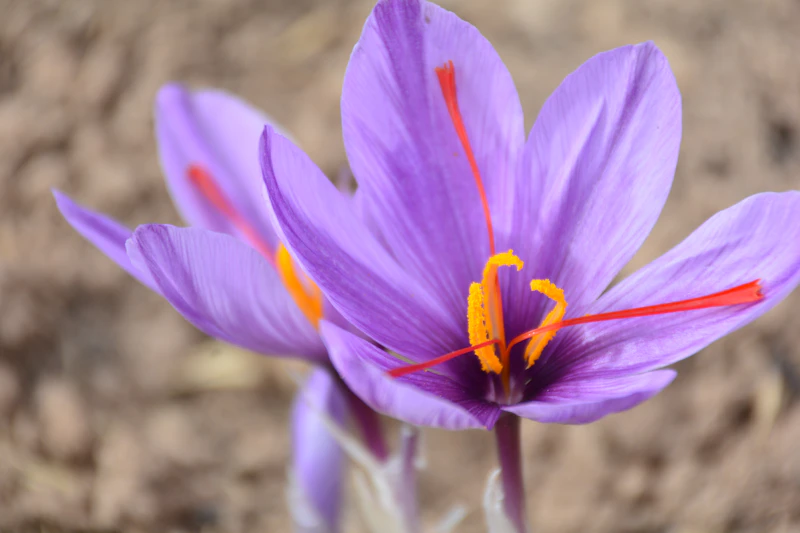 Saffron Production