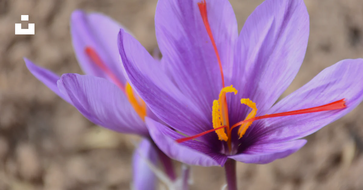 Shfron Two purple saffron flowers with red stigmas. photo – Free Agriculture ...