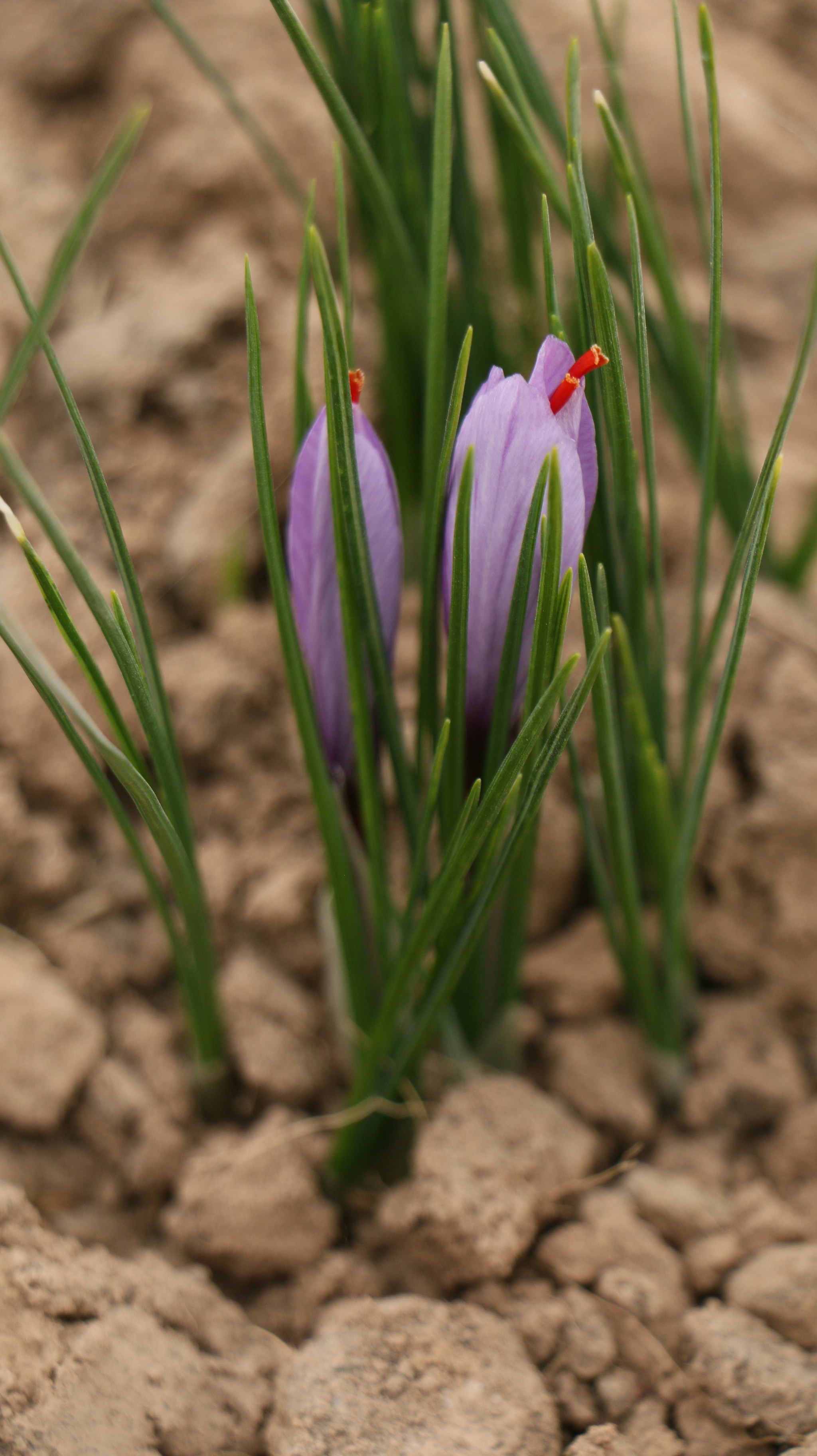 Two purple saffron flowers emerging from the soil.
