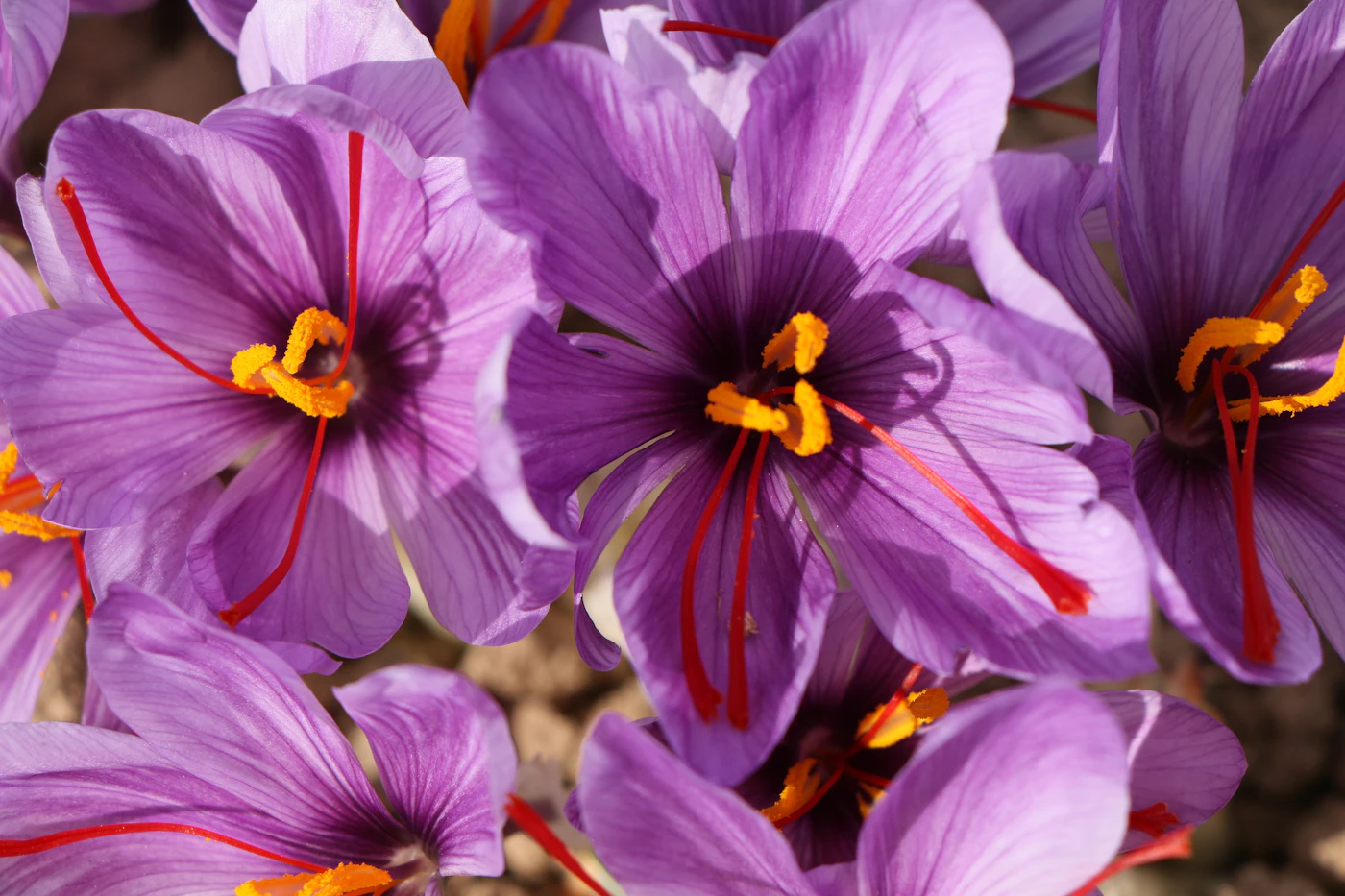 Saffron crocus flowers with red stigmas