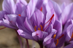 Close up of purple saffron flowers with red stigmas