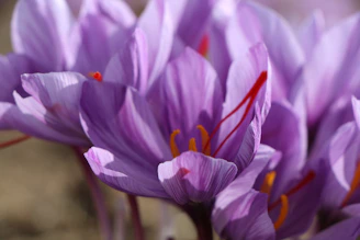Close up of purple saffron flowers with red stigmas