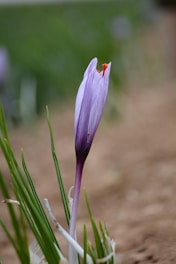 A single purple saffron crocus flower bud.