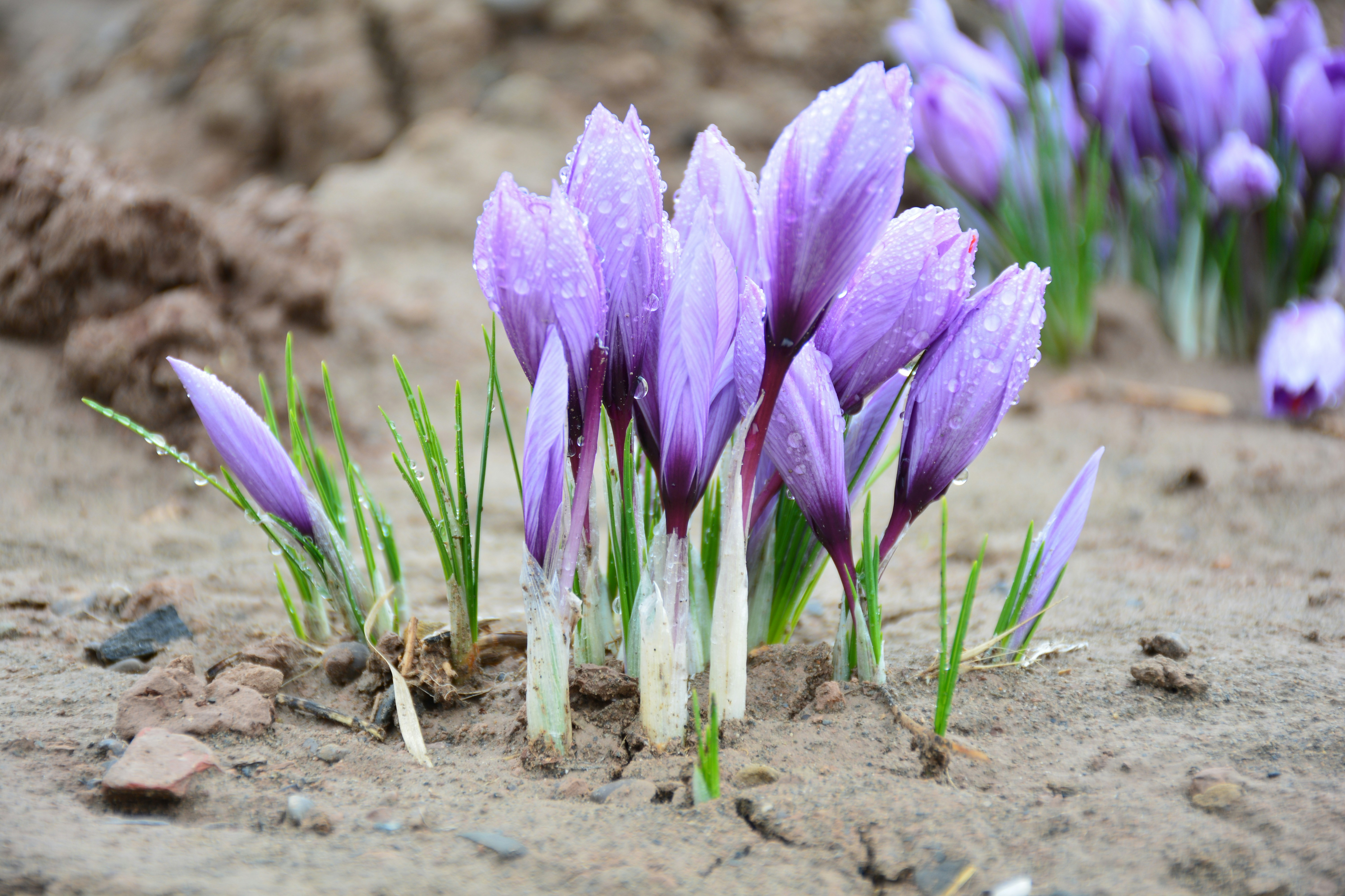 Purple saffron flowers growing in soil.