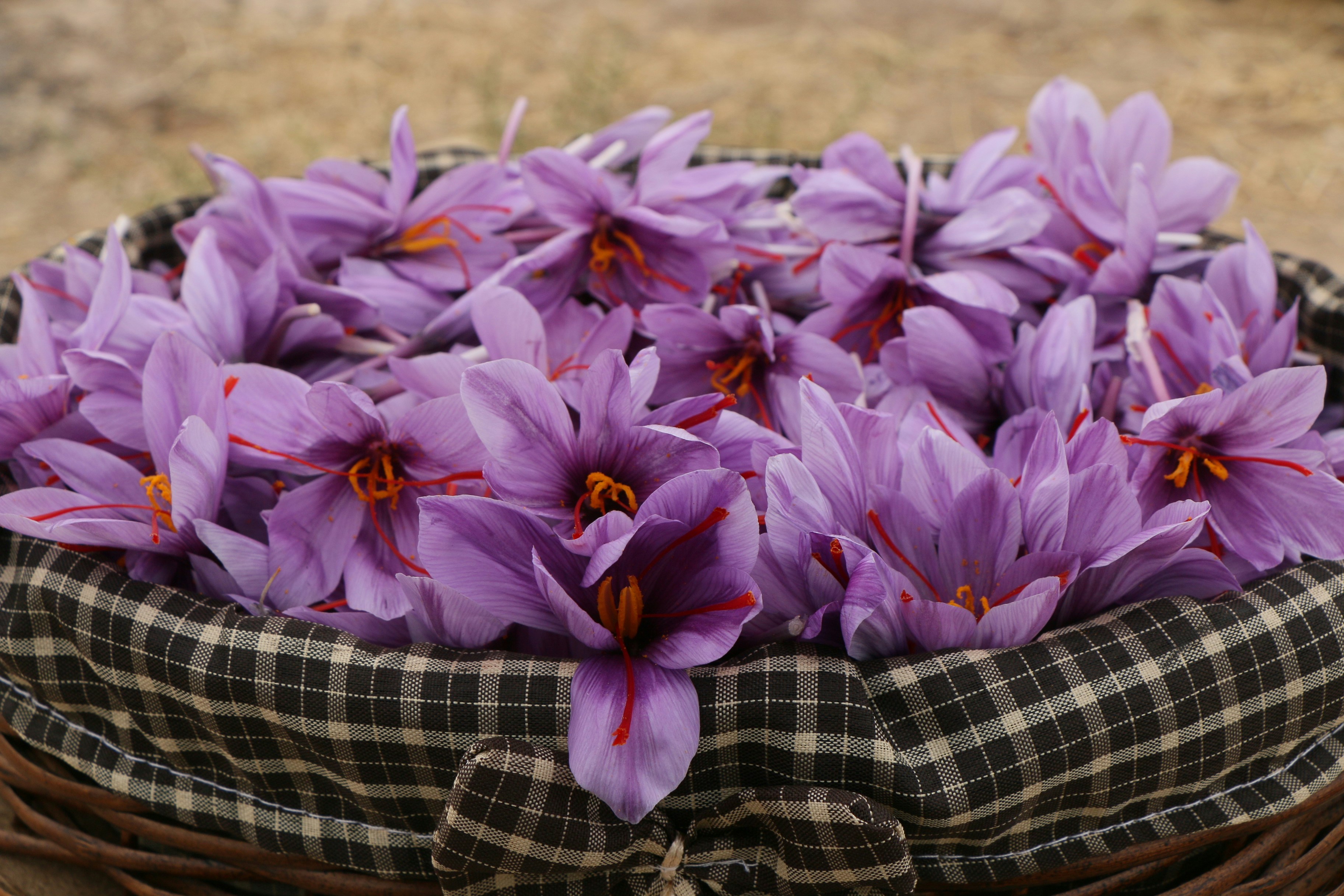 Basket full of fresh purple saffron flowers
