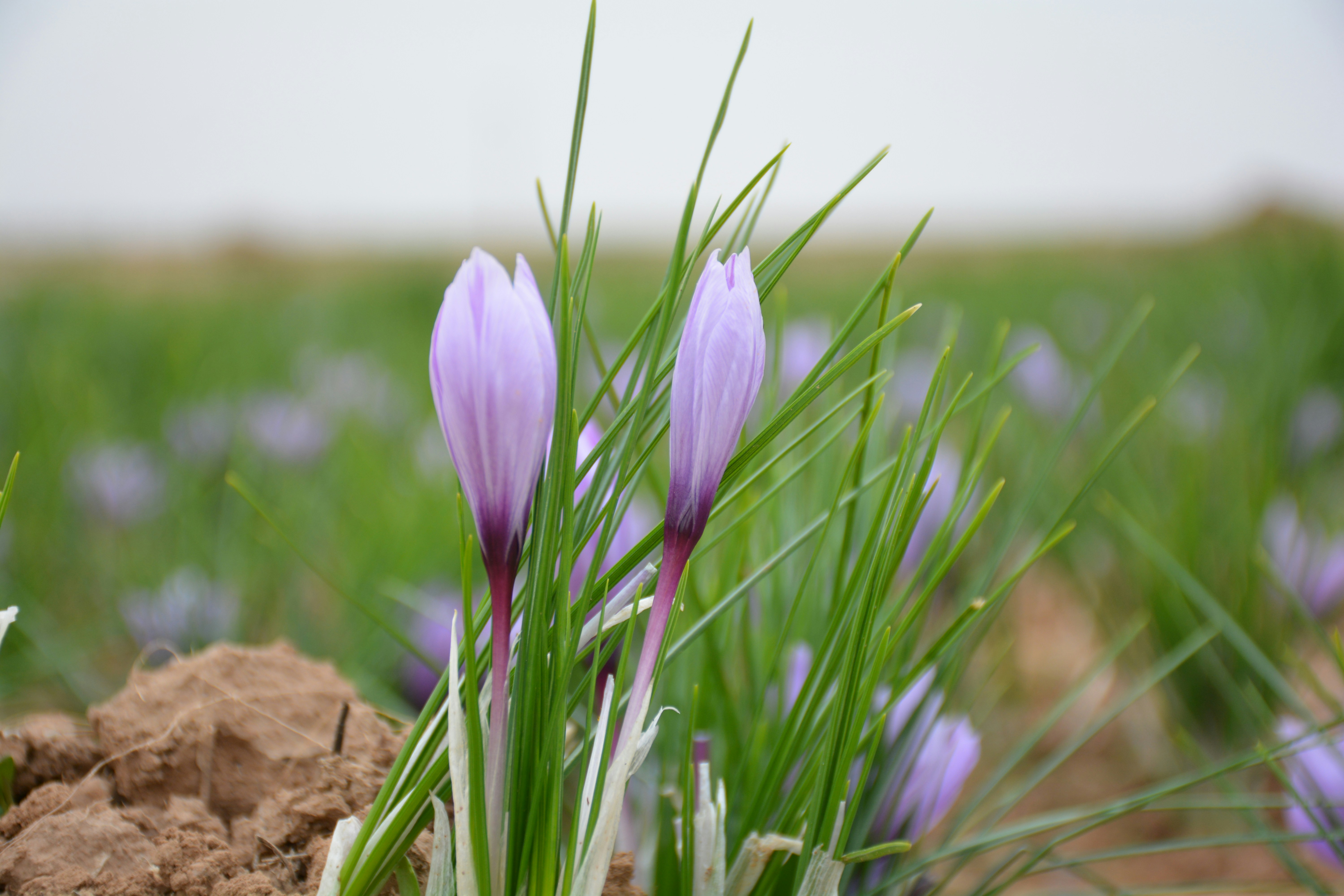 Purple saffron flowers growing in a field.