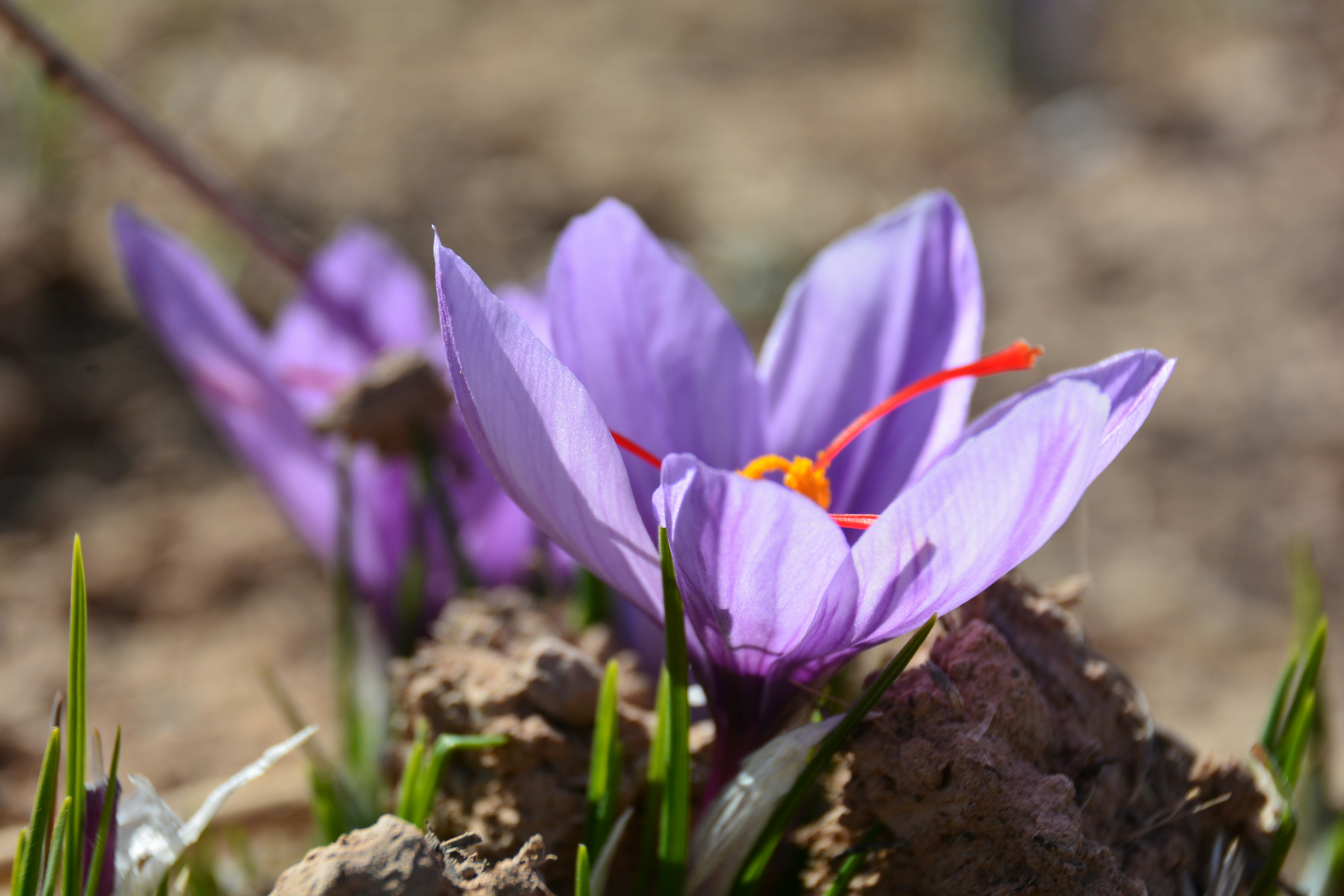 Purple saffron flowers with red stigmas bloom.