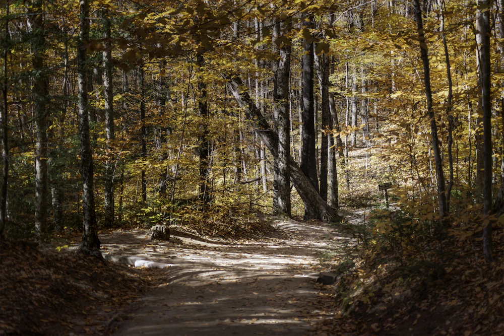 Waldweg im Herbst mit buntem Laub