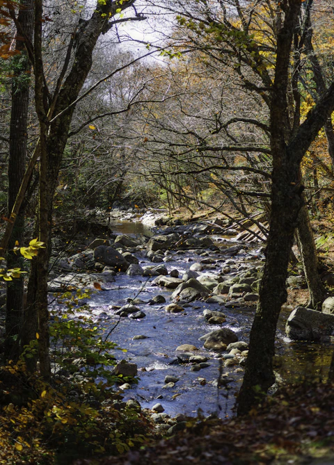 A rocky stream running through autumn woodland