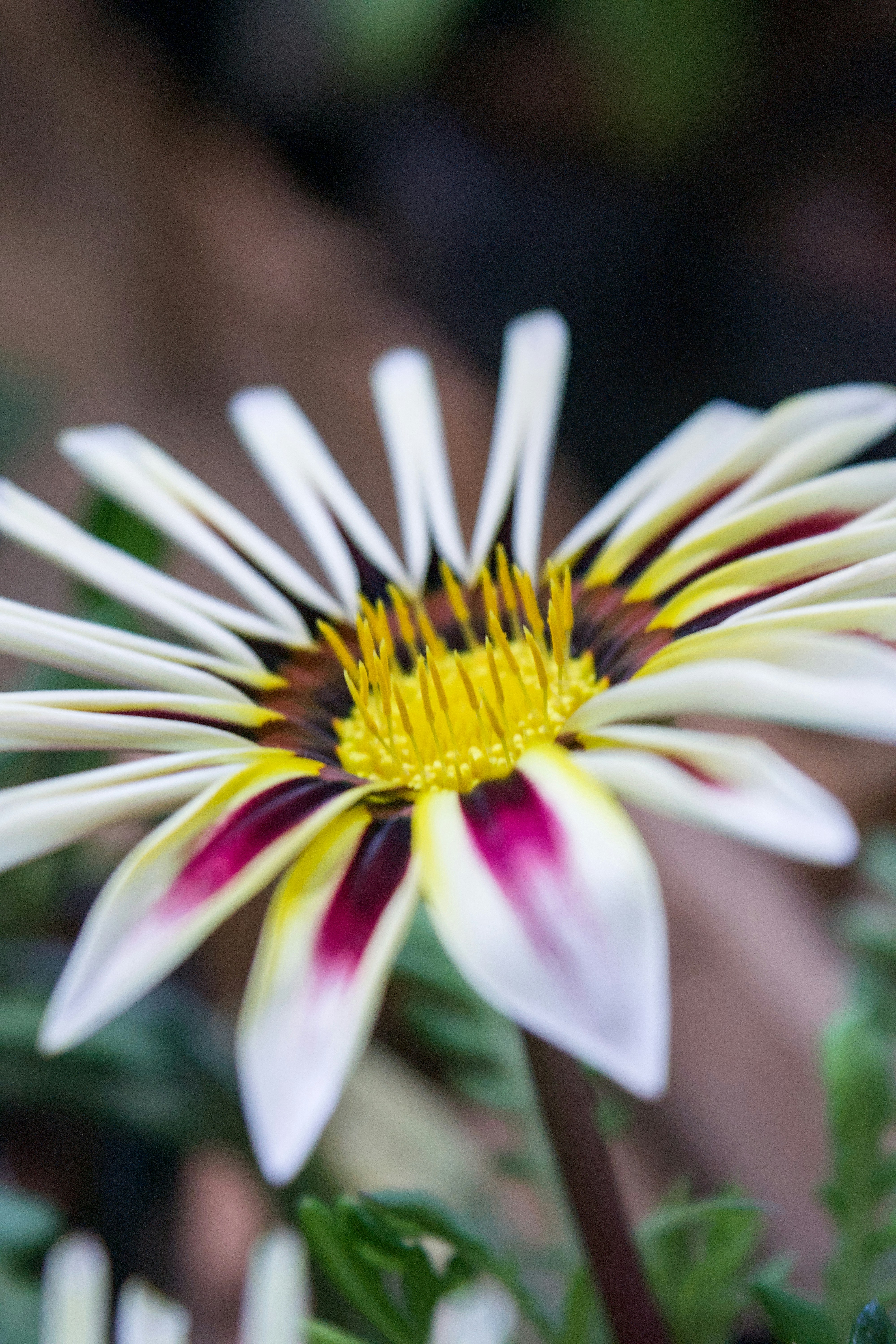 Gros plan d’une fleur de gazania blanche et jaune.