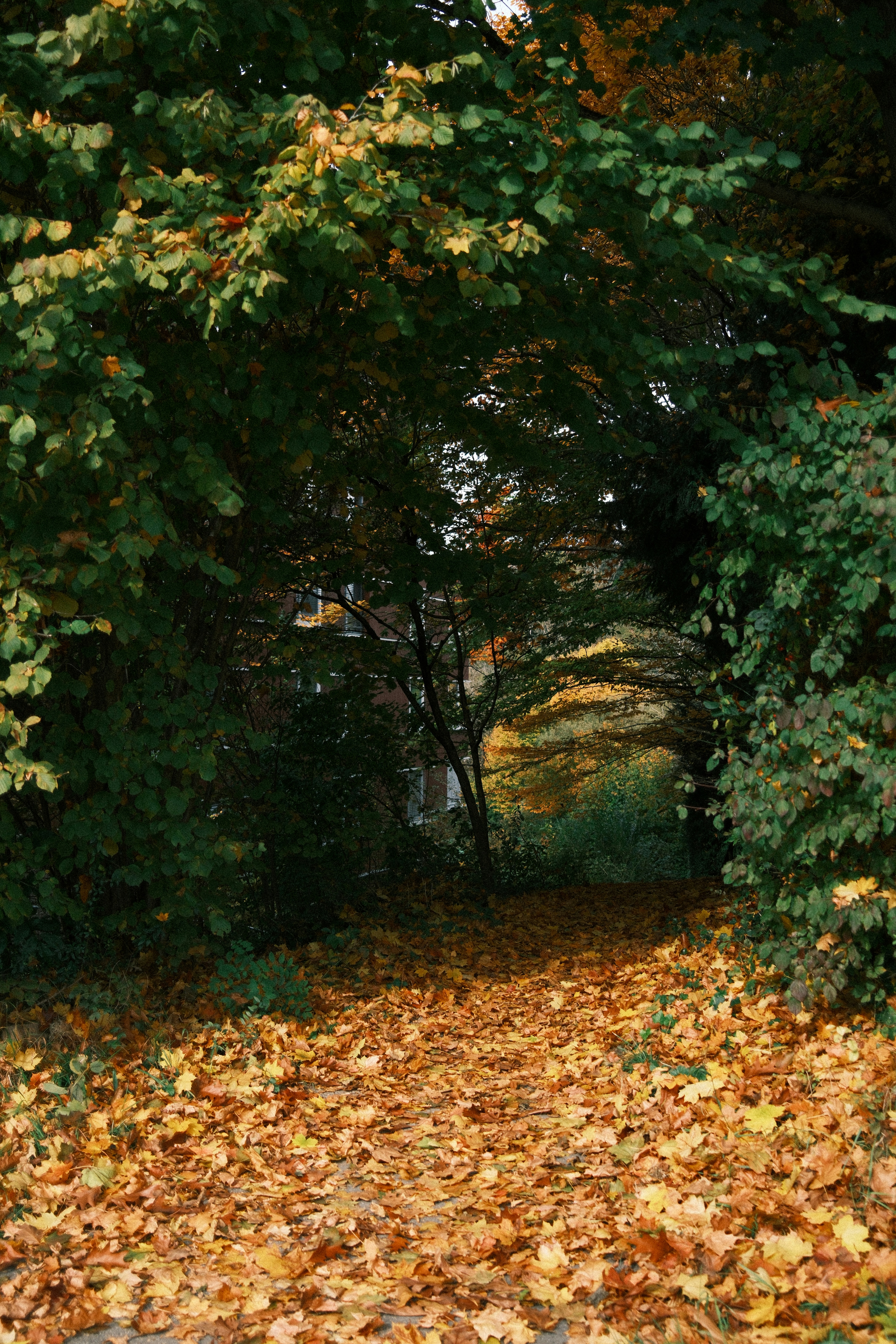 Autumn path covered in fallen leaves under trees