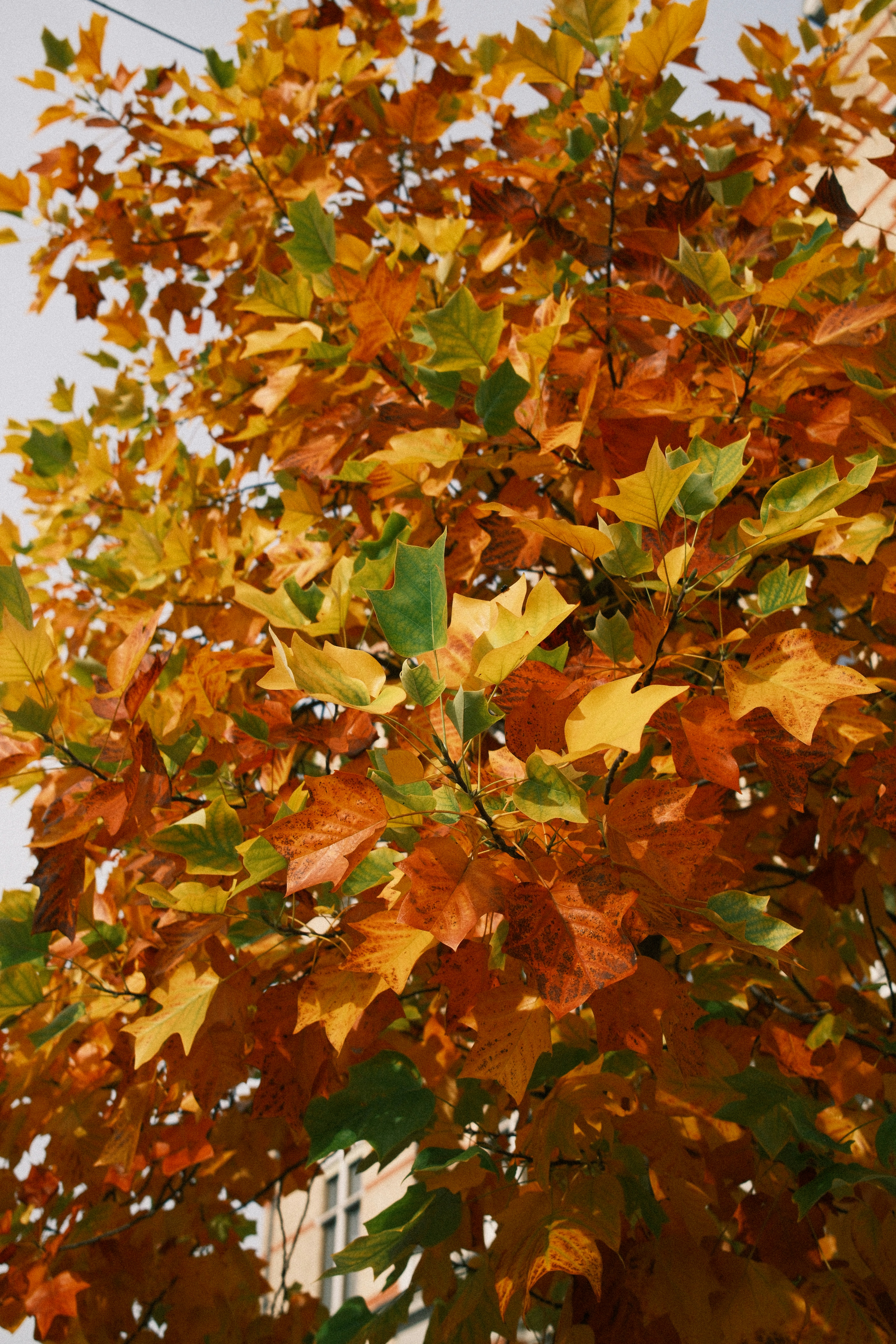 Autumn leaves changing colors on a tree