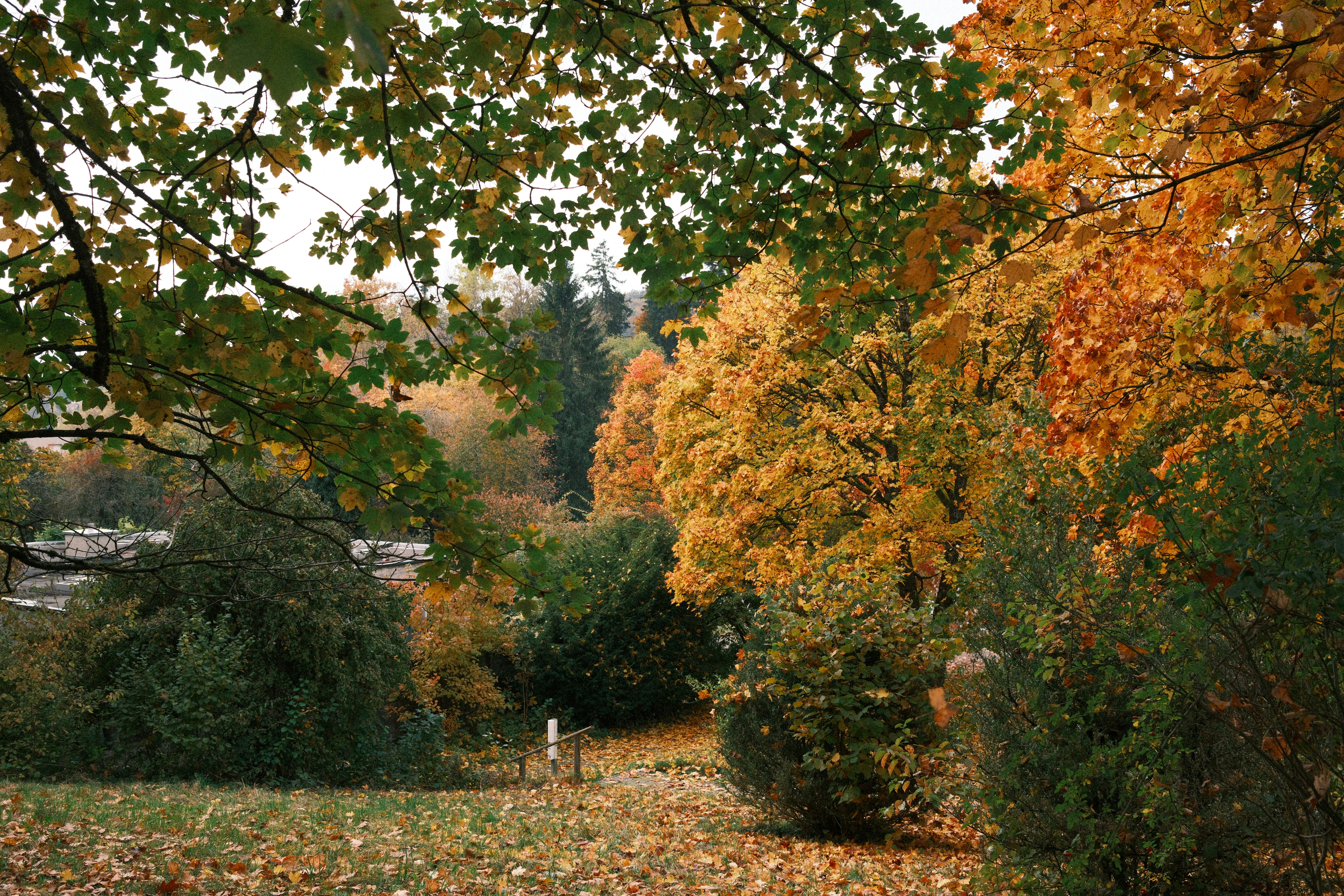 Autumn trees with colorful leaves in a park.