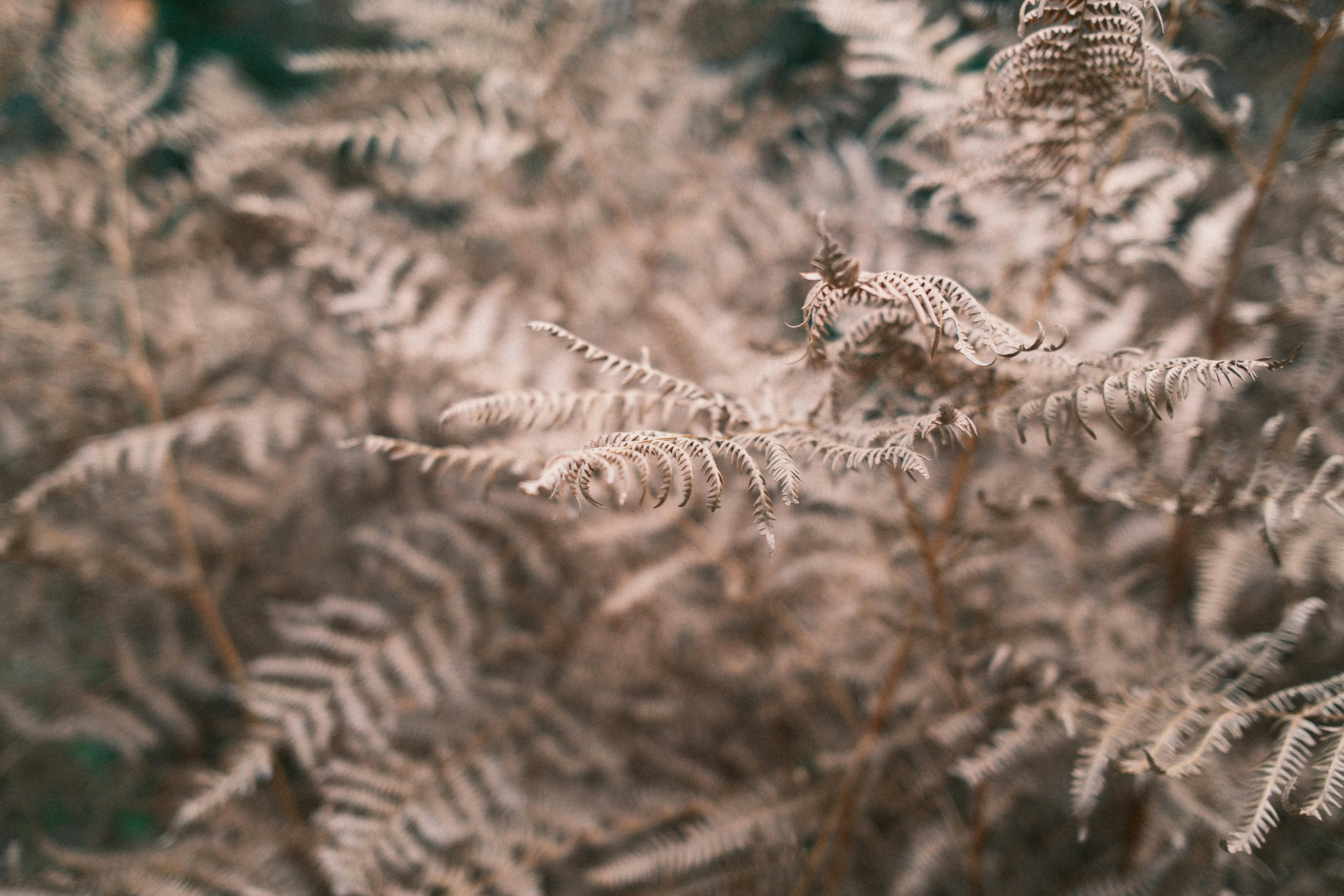 Close-up of dry fern fronds in muted tones