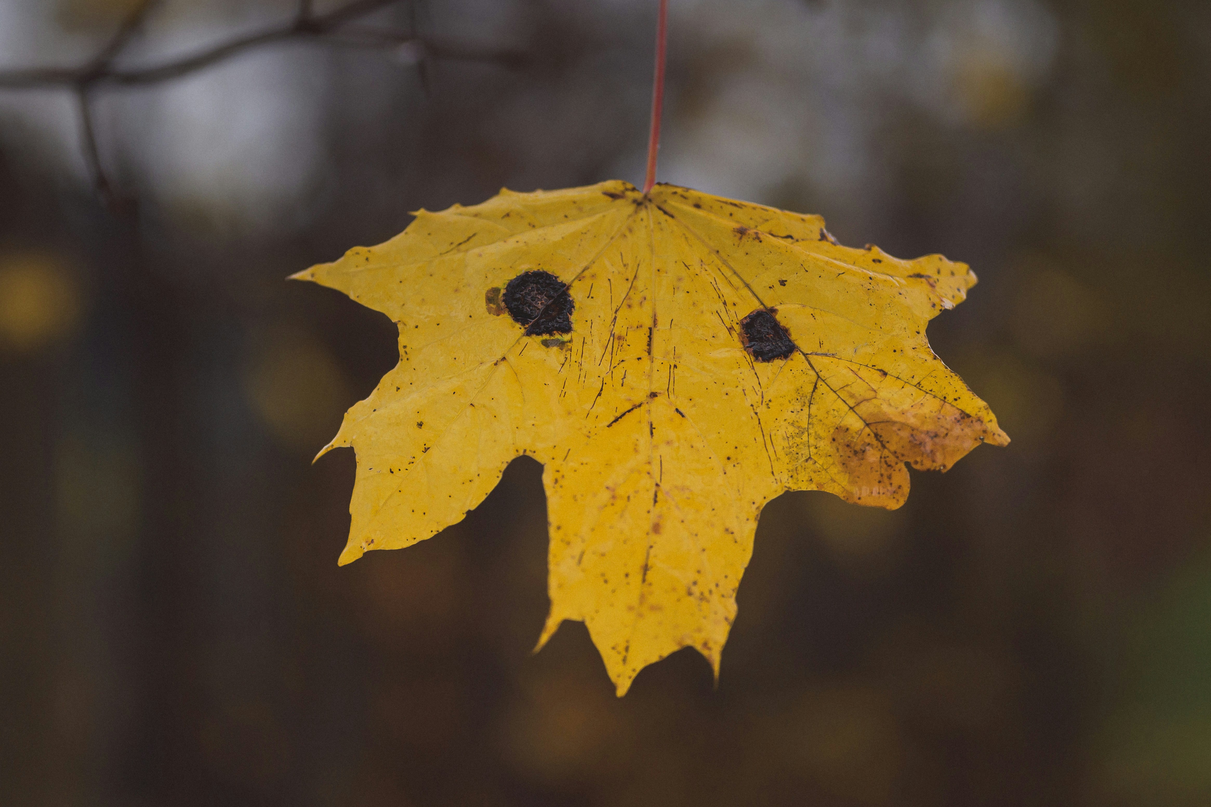 A yellow maple leaf with a face drawn on it. photo – Free Texture Image on  Unsplash, image size:3000x2000