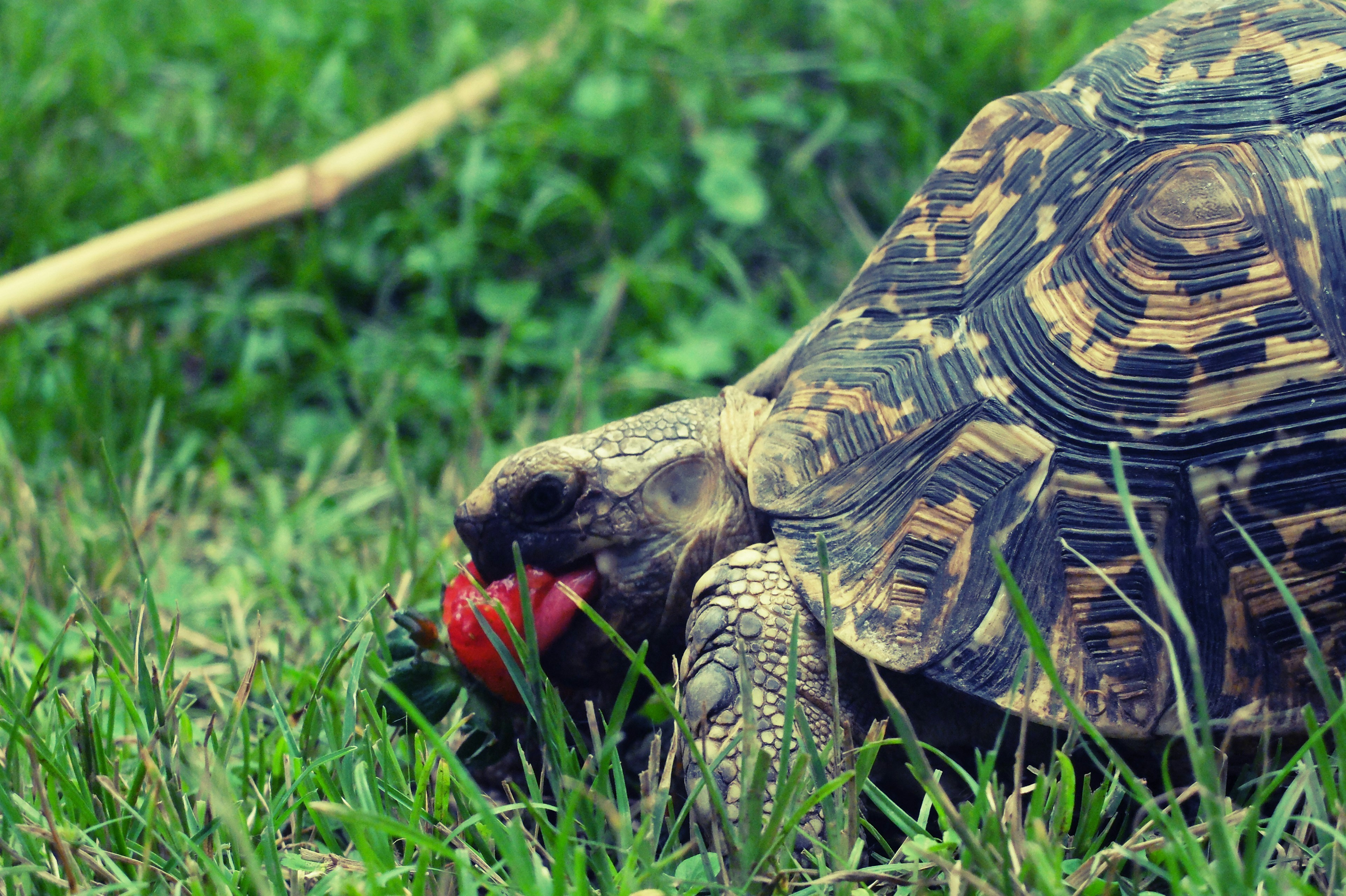 12 Elegant Tortoiseshell Cat Names with Traditional Meanings