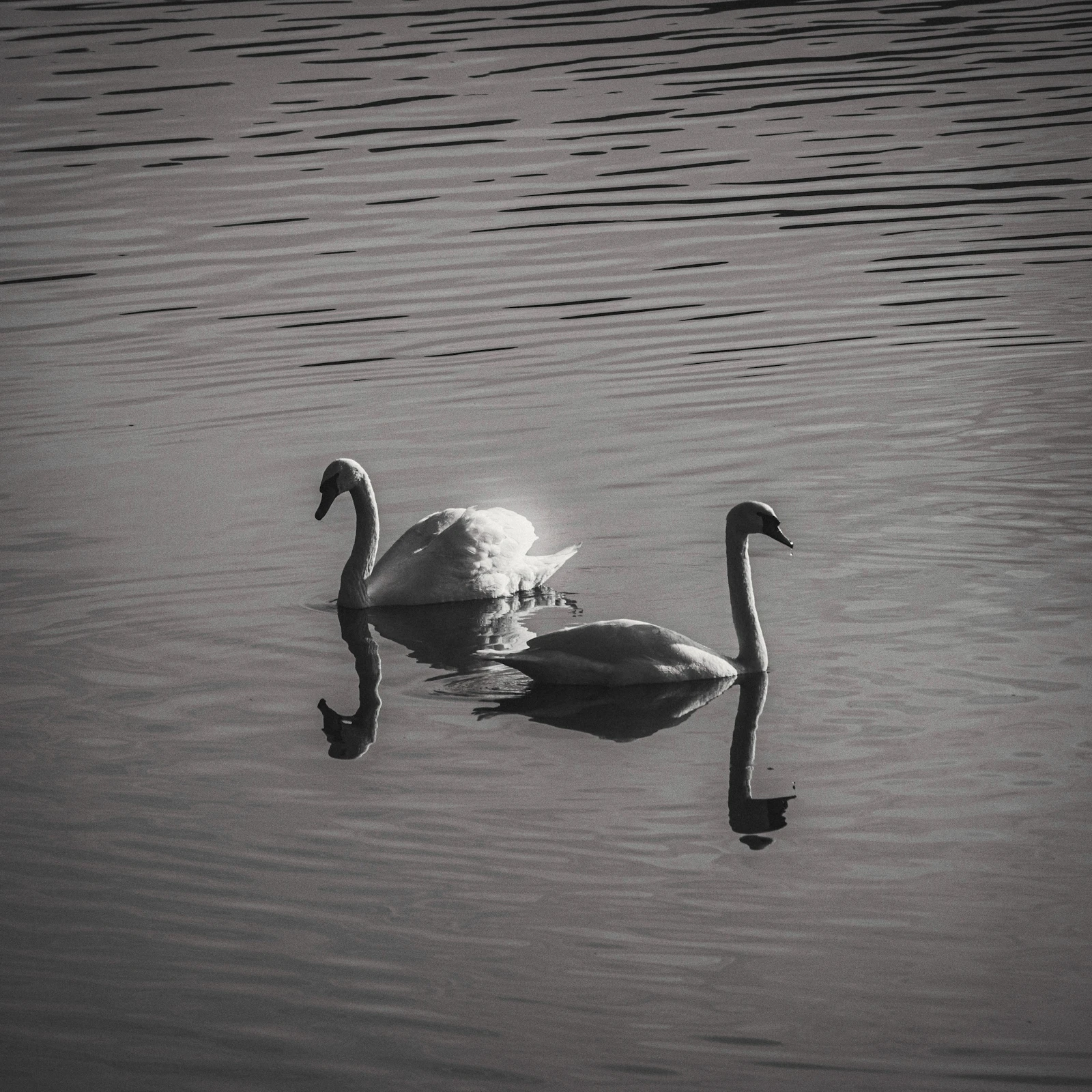 Two swans swimming on calm water