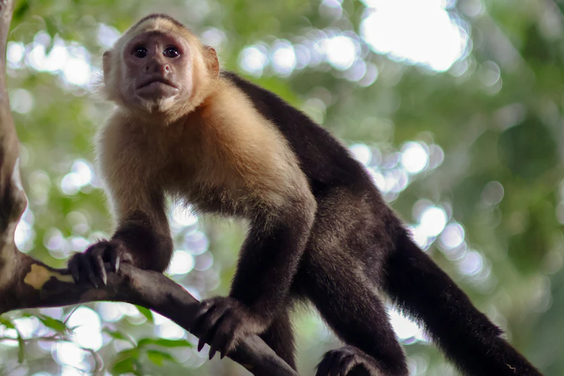 AI-Powered Touchscreens Revolutionize Cognitive Research on Wild Costa Rican Monkeys