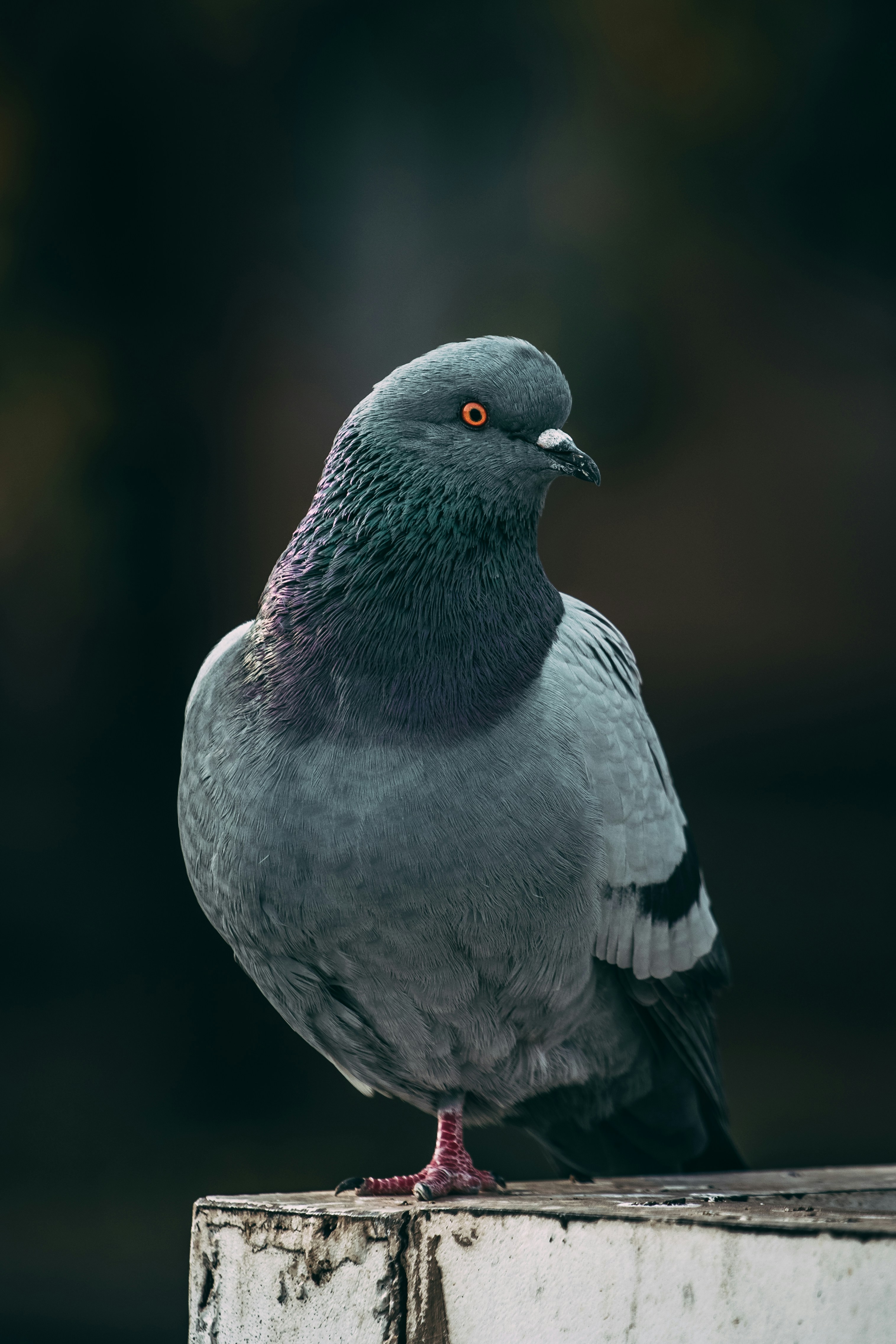 A pigeon with orange eyes sits on a ledge.