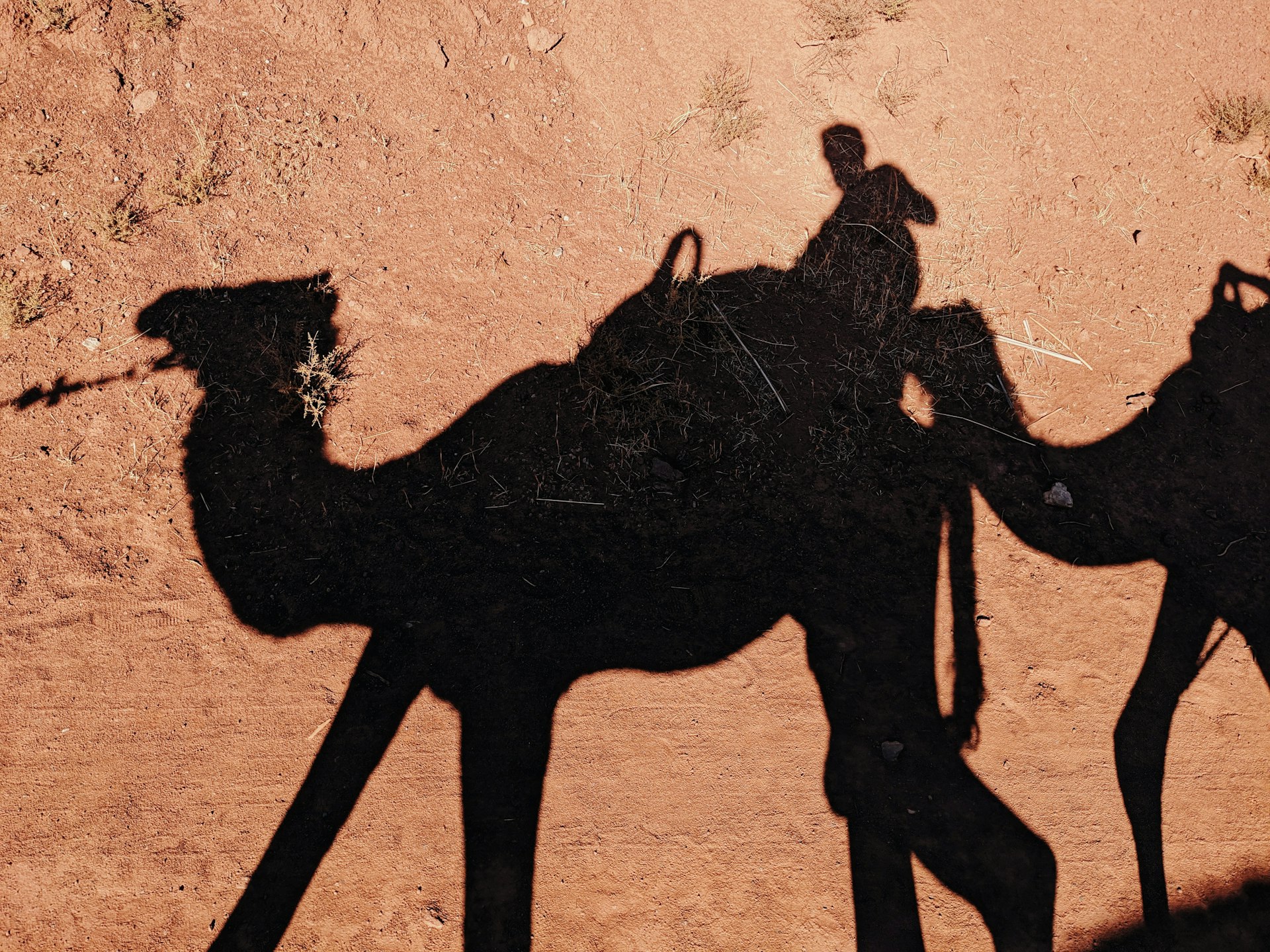 Shadow of a person riding a camel