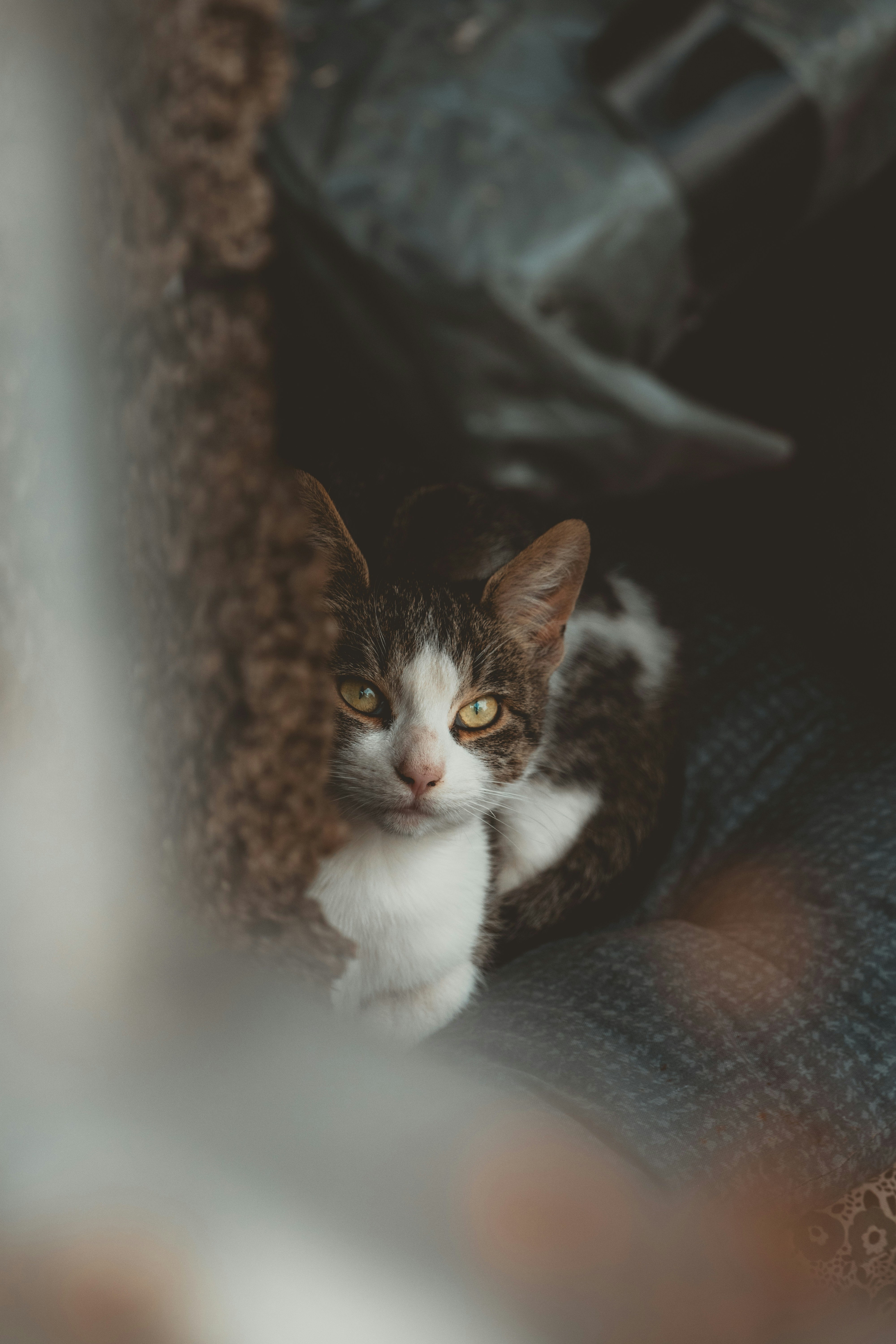 A tabby and white cat peeks out from behind textures.