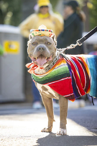 Un pit bull usando un sombrero y sarape.