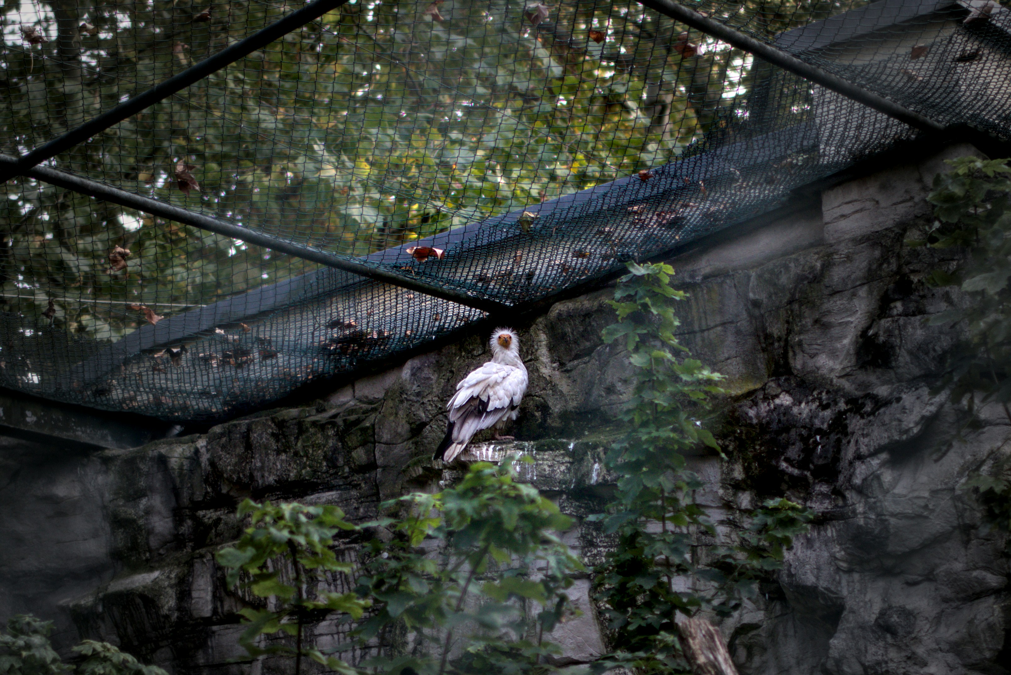 A white bird perched on a rocky ledge