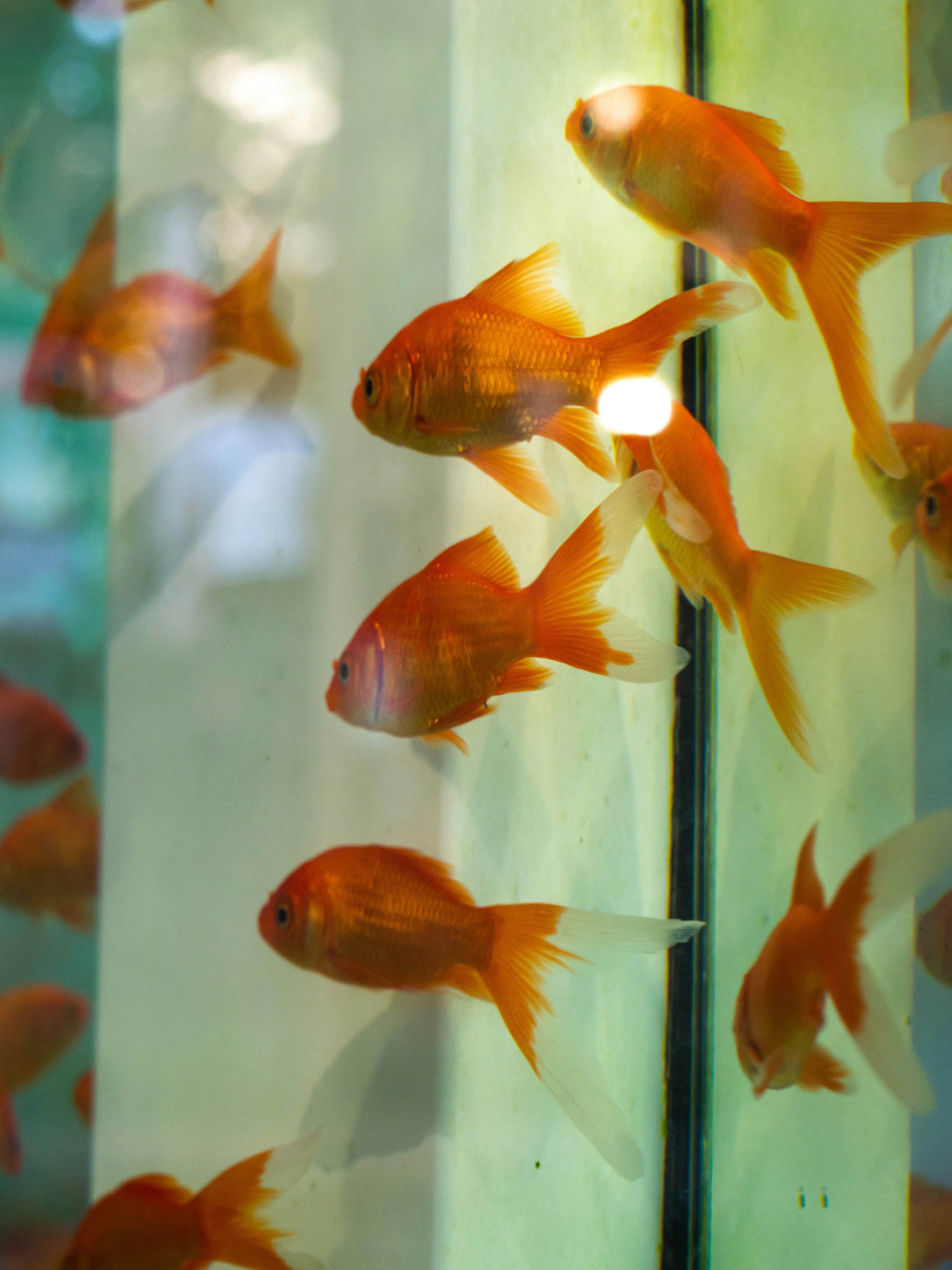 Several bright orange goldfish swim in clear water.